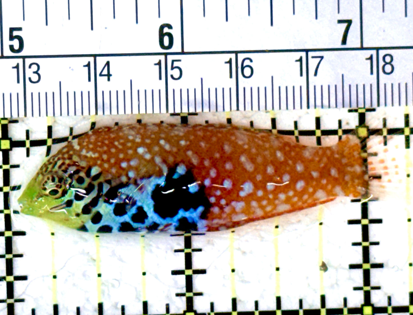 BlueStar Divided Leopard Wrasse Female BDLWF061602 WYSIWYG Size: L 2.25" approx