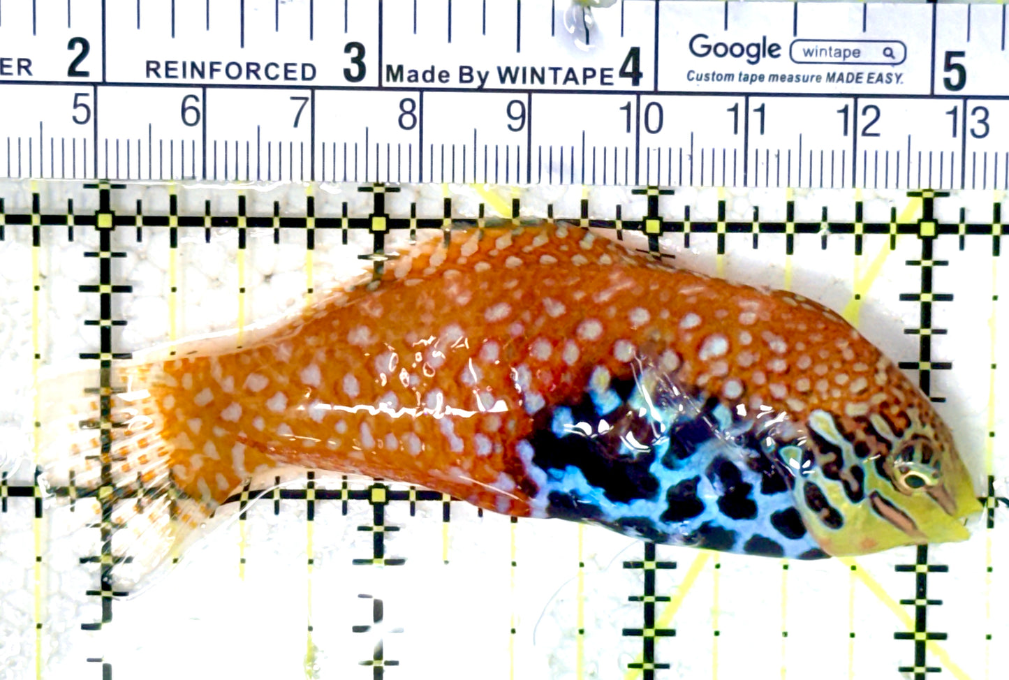BlueStar Divided Leopard Wrasse Female BDLWF061603 WYSIWYG Size: SHOW 3.5" approx