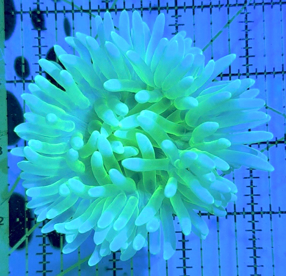 Neon Green Long Tentacle Anemone NGLTA090501 WYSIWYG Size M: 3" to 5 "