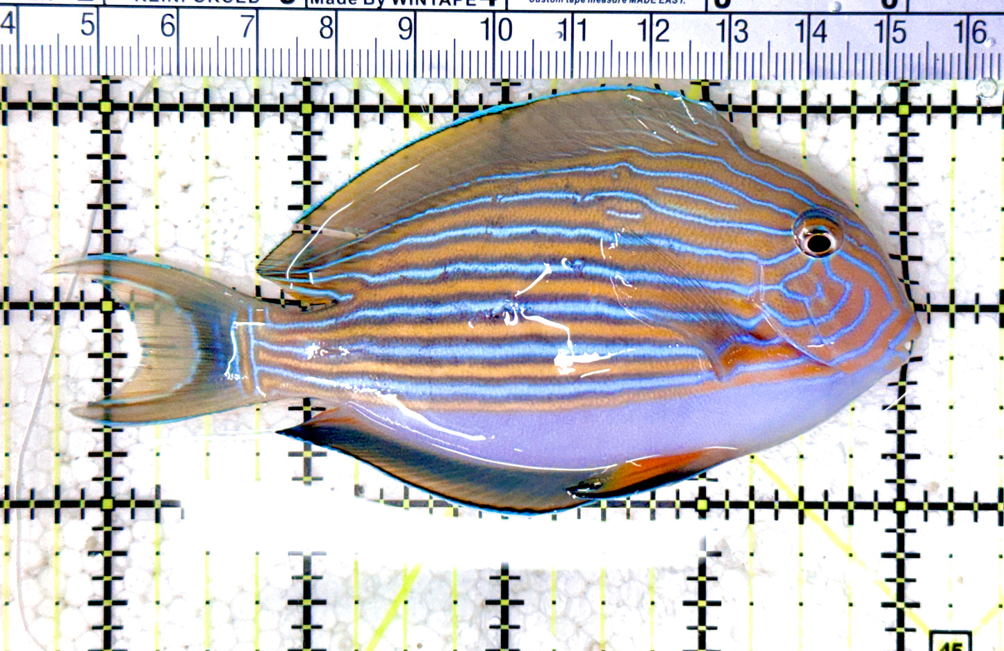 Clown Tang CT061601 WYSIWYG Size: ML 4.25" approx