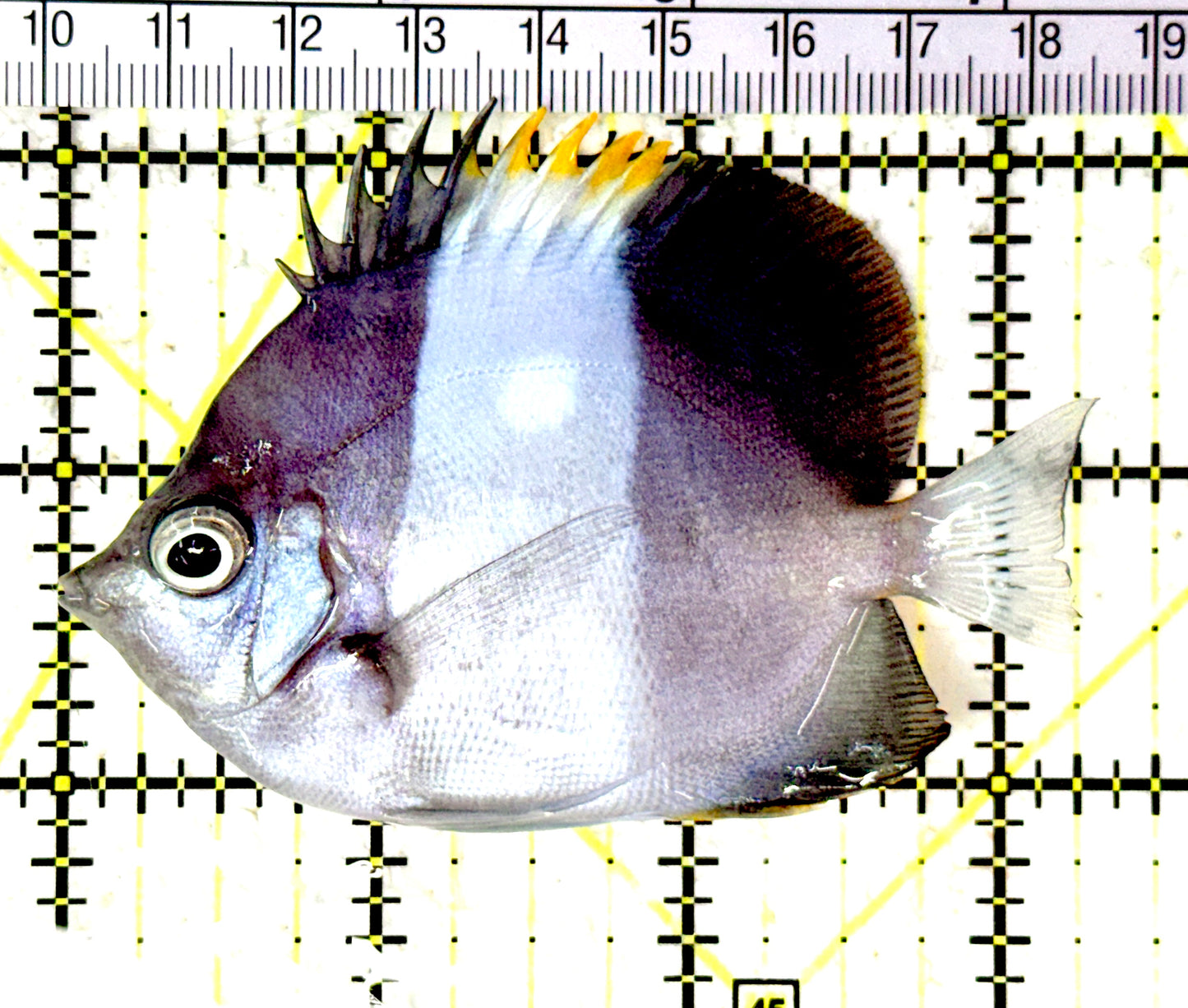 Blue Zoster Pyramid Butterflyfish (Reefsafe) BZPB061602 WYSIWYG Size : ML 3.25" approx