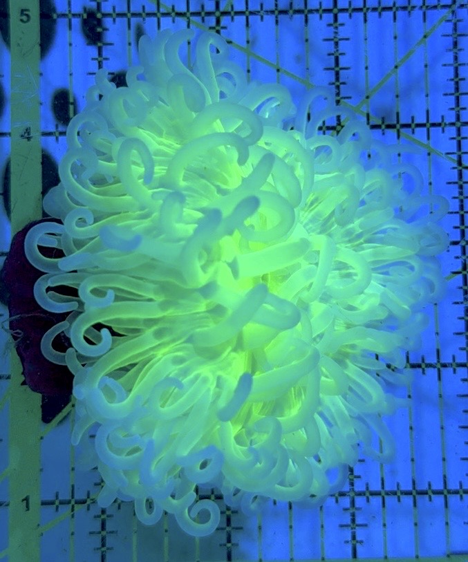 Neon Green Long Tentacle Anemone NGLTA090502 WYSIWYG Size ML: 5" to 6"