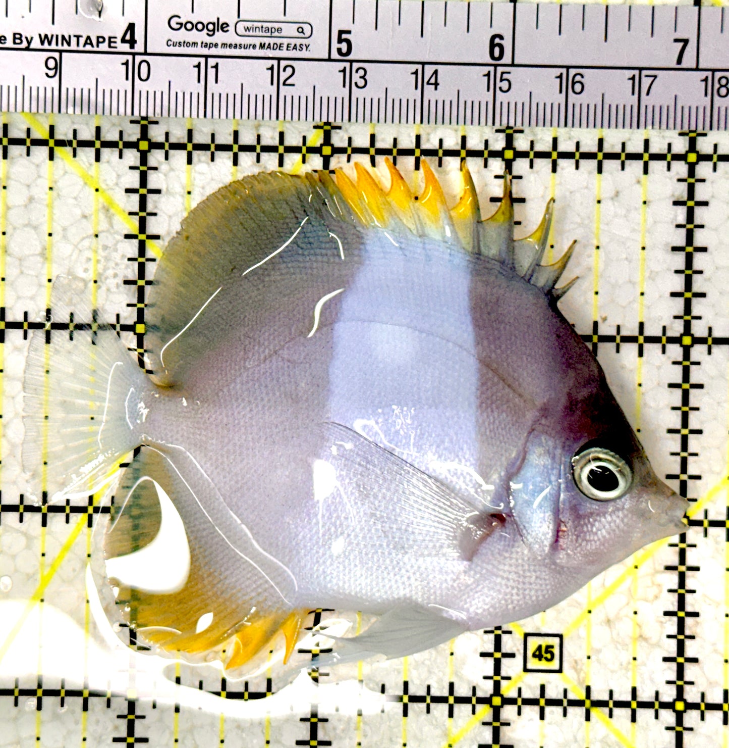Blue Zoster Pyramid Butterflyfish (Reefsafe) BZPB061603 WYSIWYG Size : ML 3.5" approx
