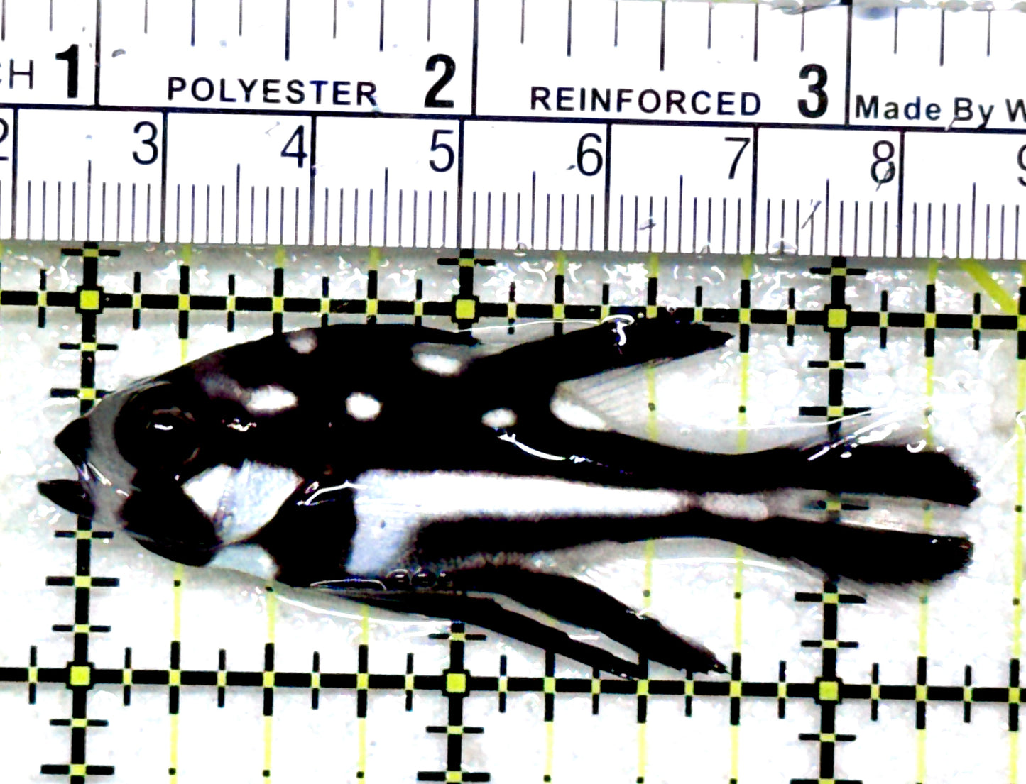 Black and White Snapper BWS081701 WYSIWYG Size: M 2.5"