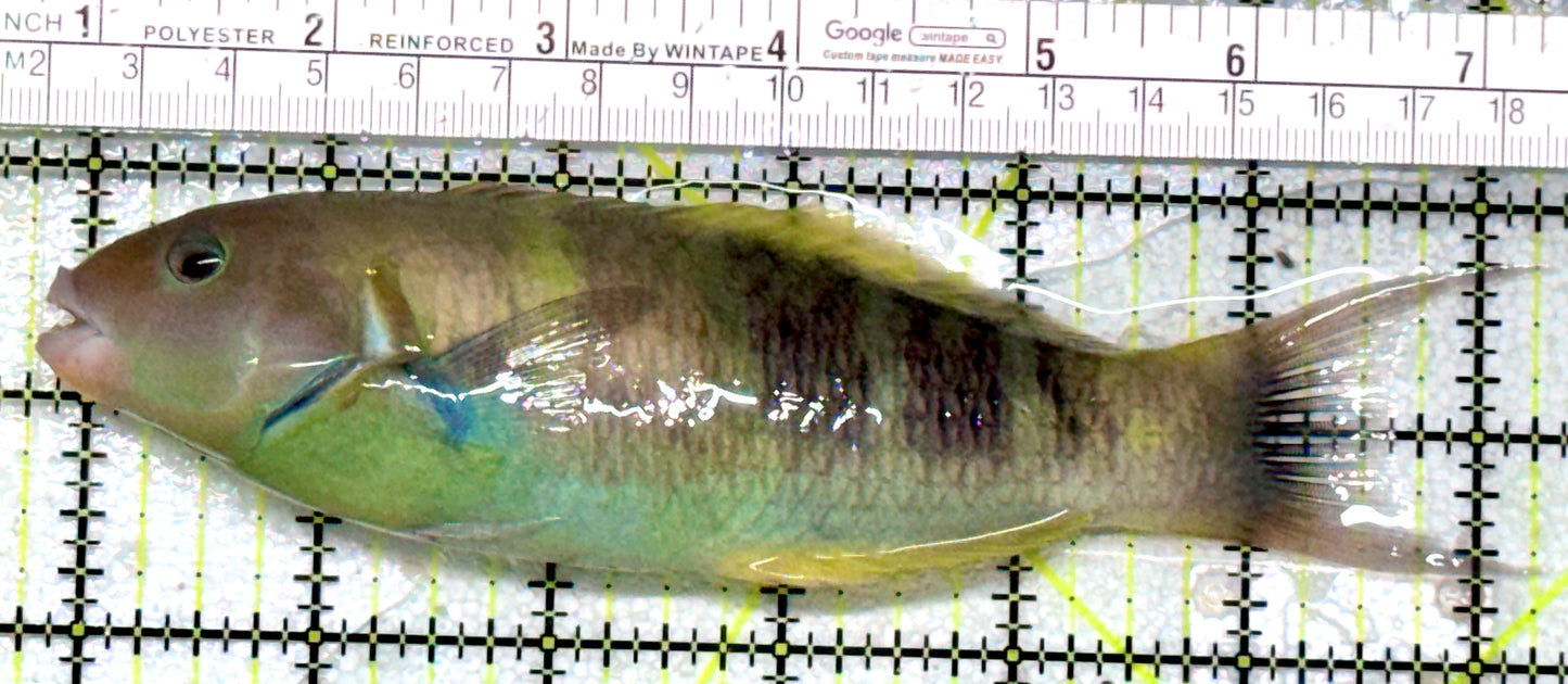 Jansen Saddle Wrasse JSW081701 WYSIWYG Size: SHOW 6.5"