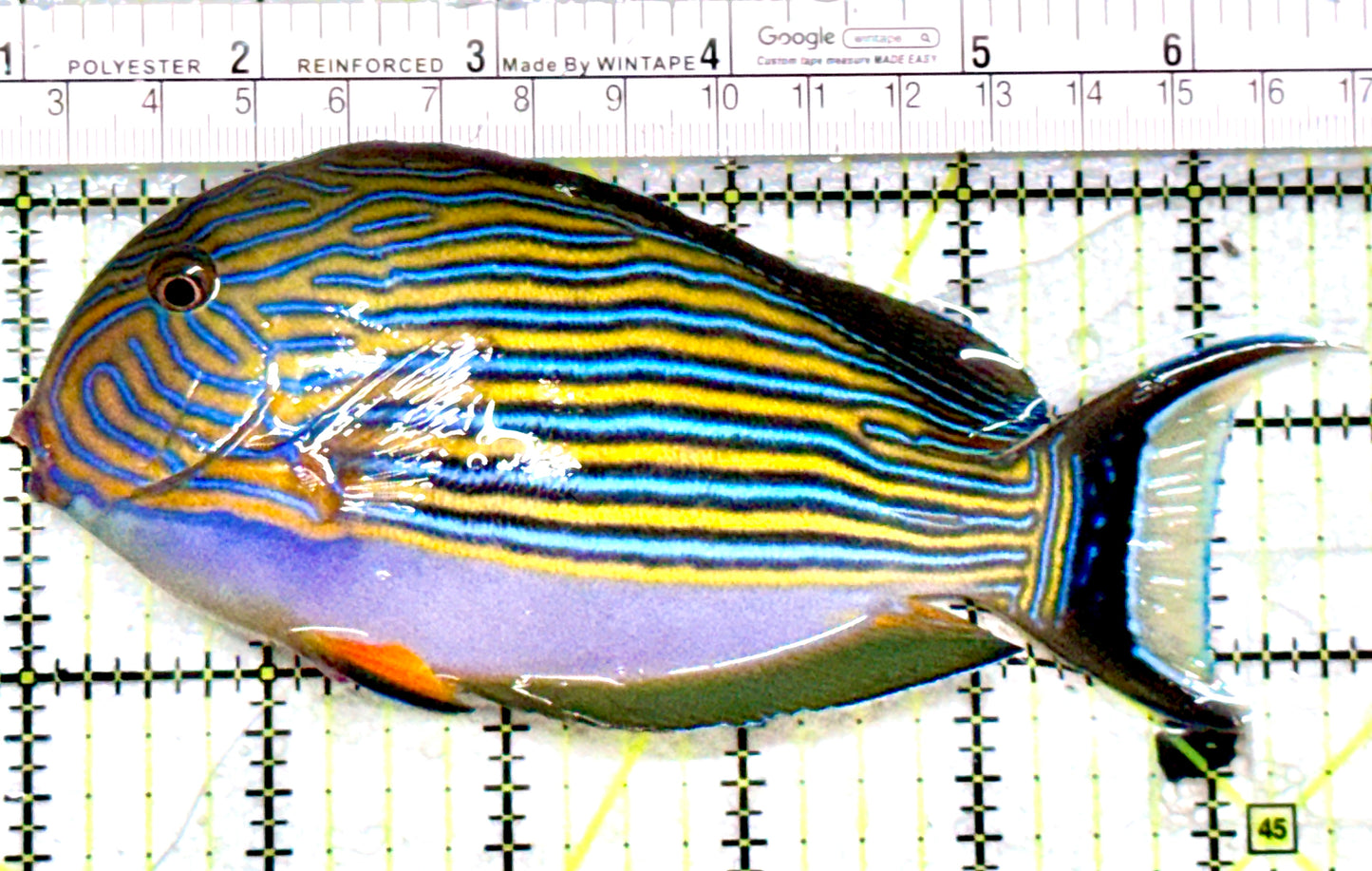 Clown Tang CT081701 WYSIWYG Size: L 5.5"
