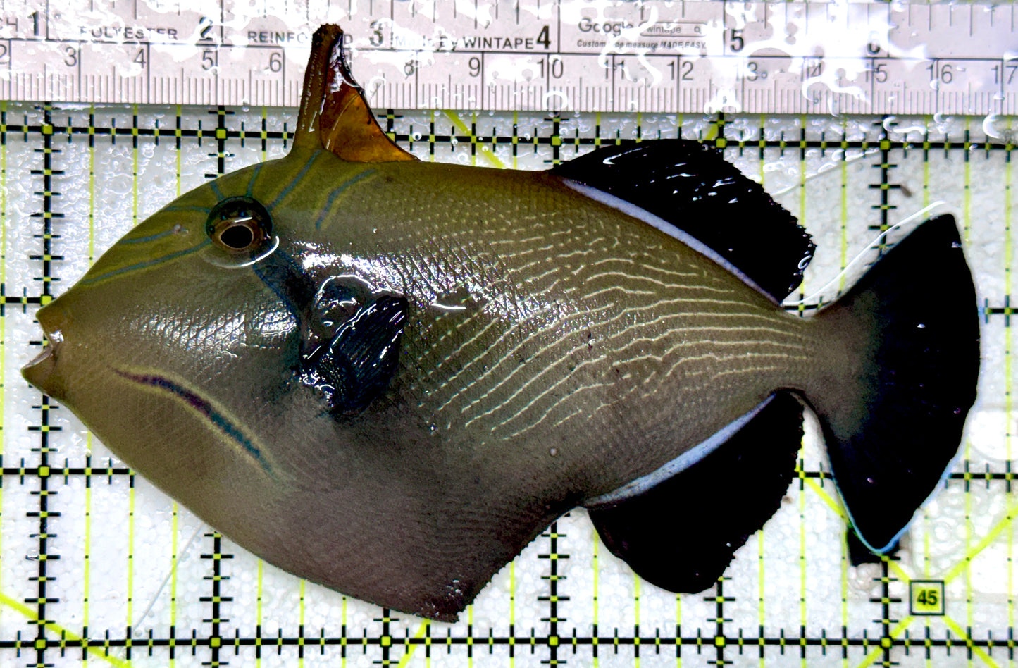 Black Triggerfish BT081701 WYSIWYG Size: XL 5.5"