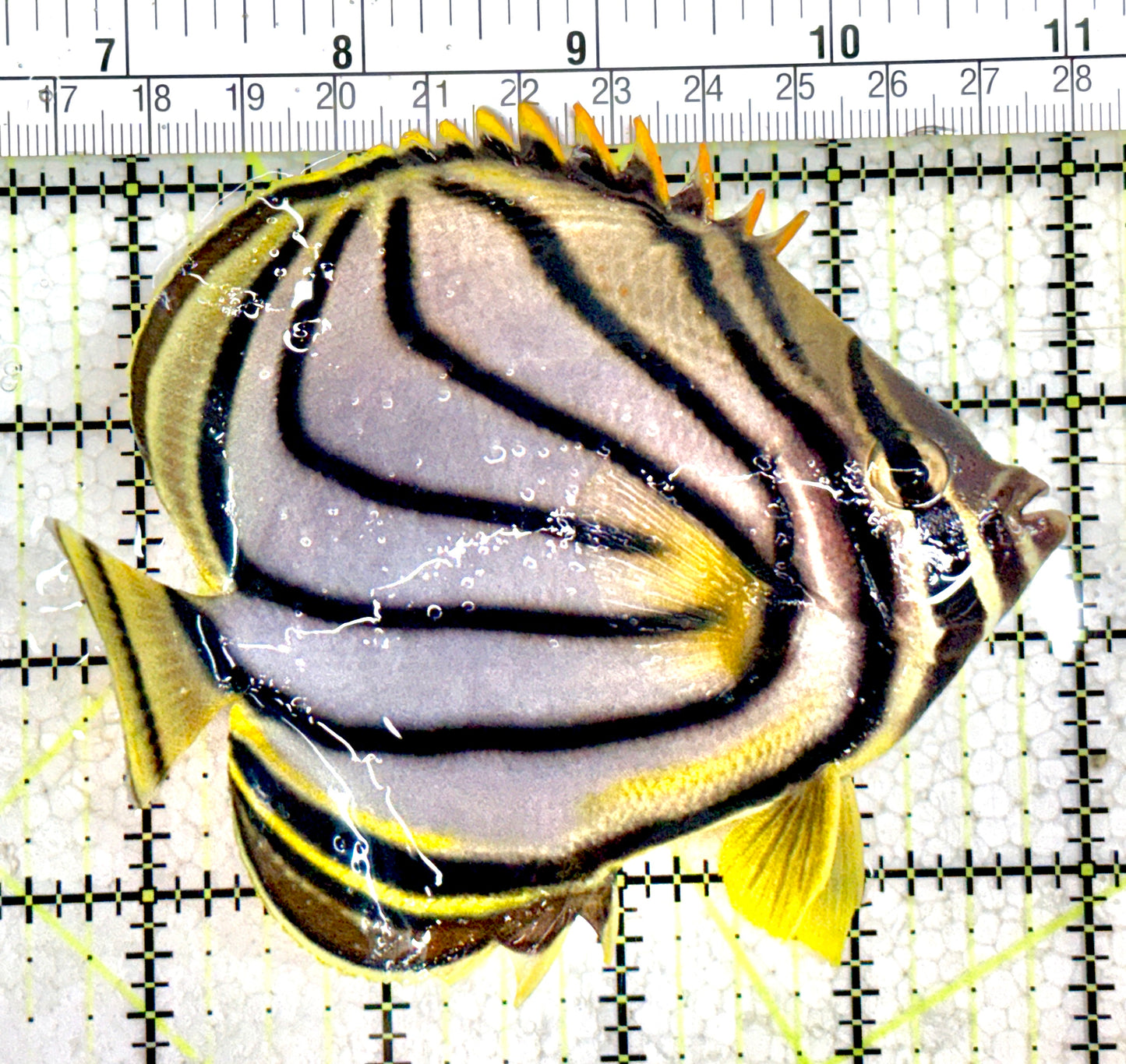 Meyer's Butterflyfish MB061801 WYSIWYG Size: XL 4.5"