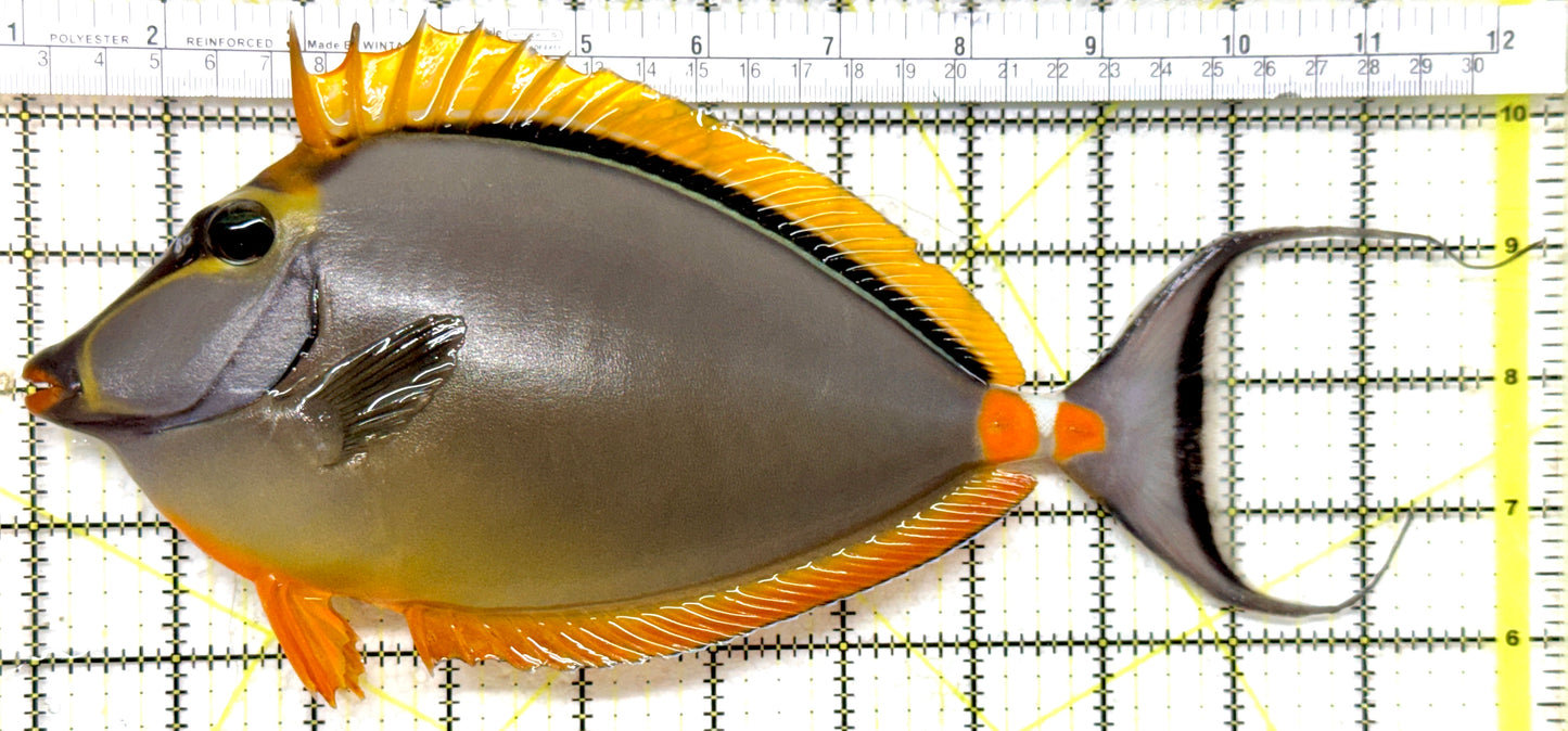 Blonde Naso Tang (Maldives Special Grade) BNT082301 WYSIWYG Size: XXXL/Show Male Streamers 11" approx