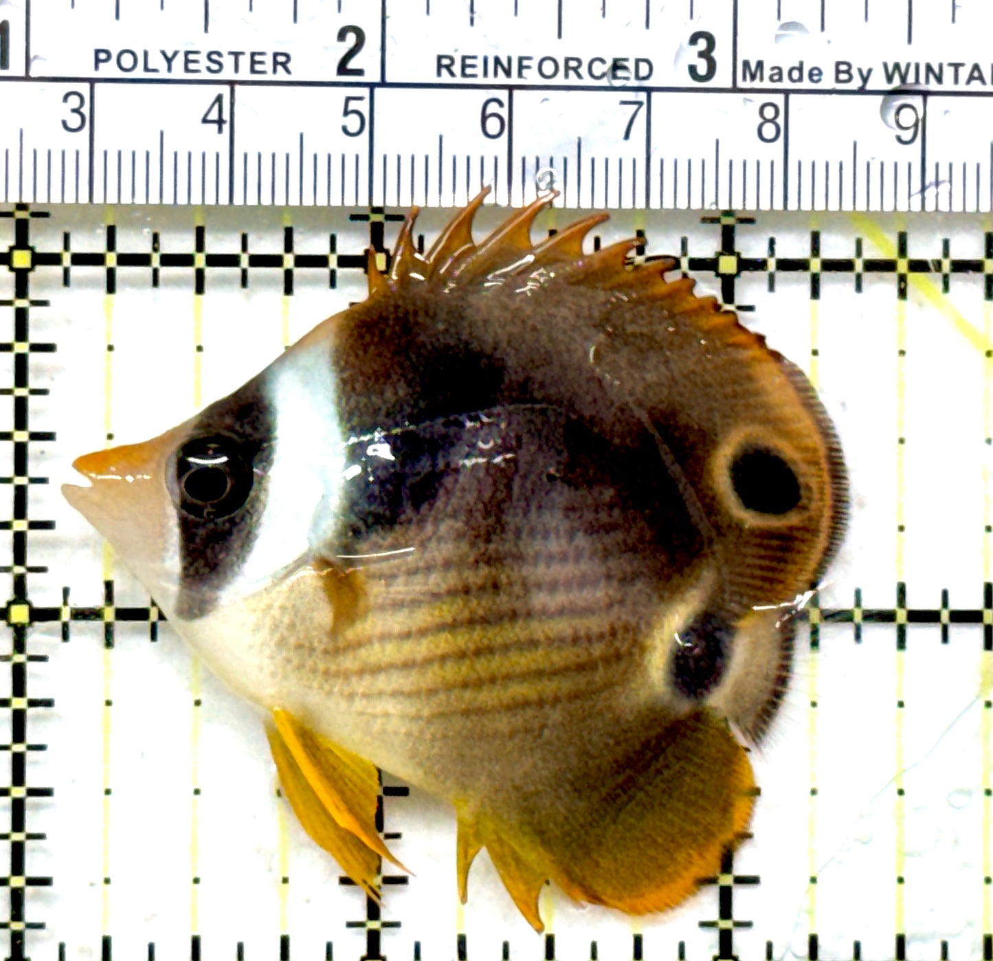 Raccoon Butterflyfish RB082201 WYSIWYG Size: SM 2.5" approx