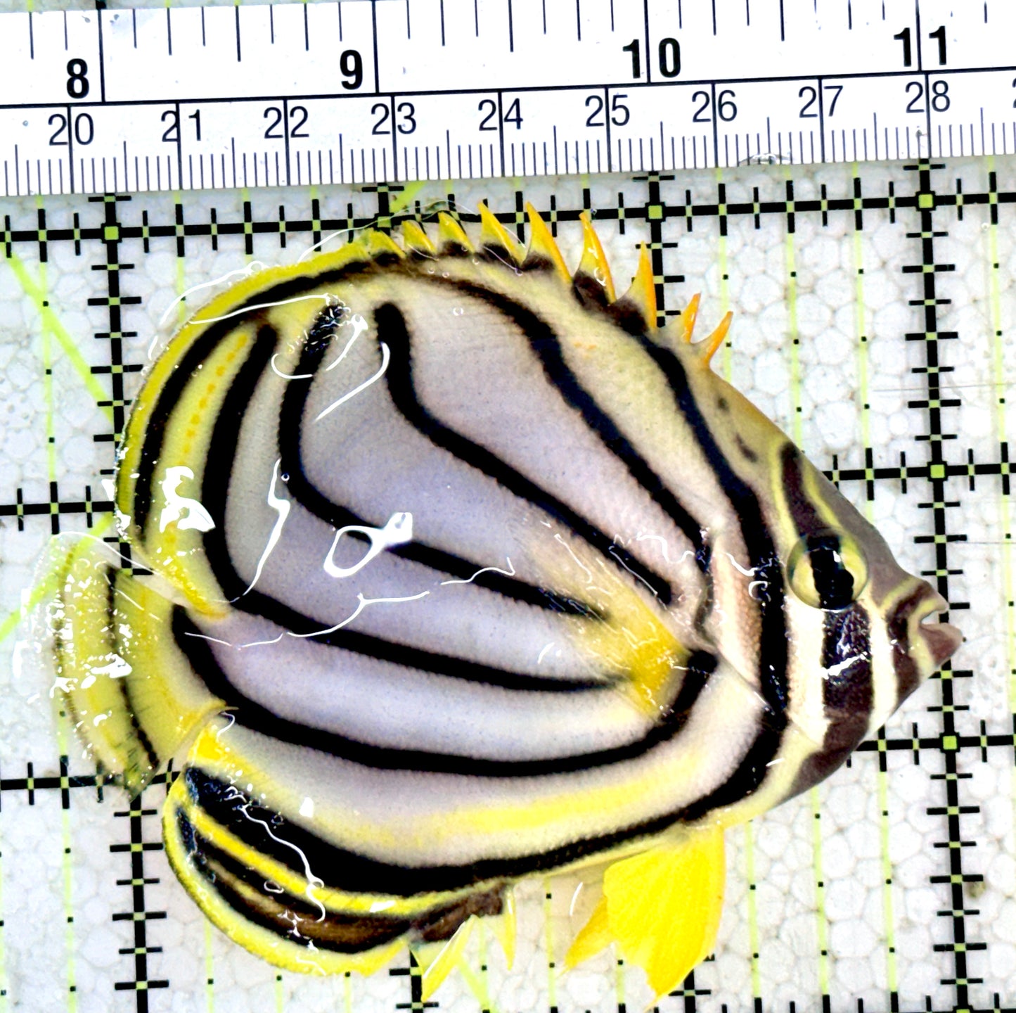 Meyer's Butterflyfish MB061802 WYSIWYG Size: L 3.25"
