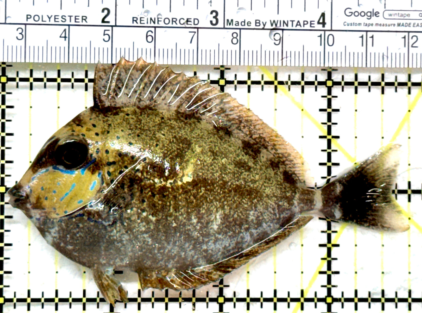 Vlamingi Unicorn Tang VUT082301 WYSIWYG Size: ML 3.75" approx