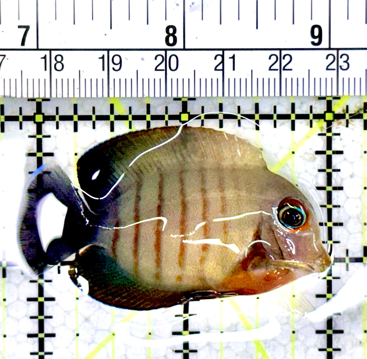 Eibli Mimic Tang EMT061702 WYSIWYG Size: S 2"