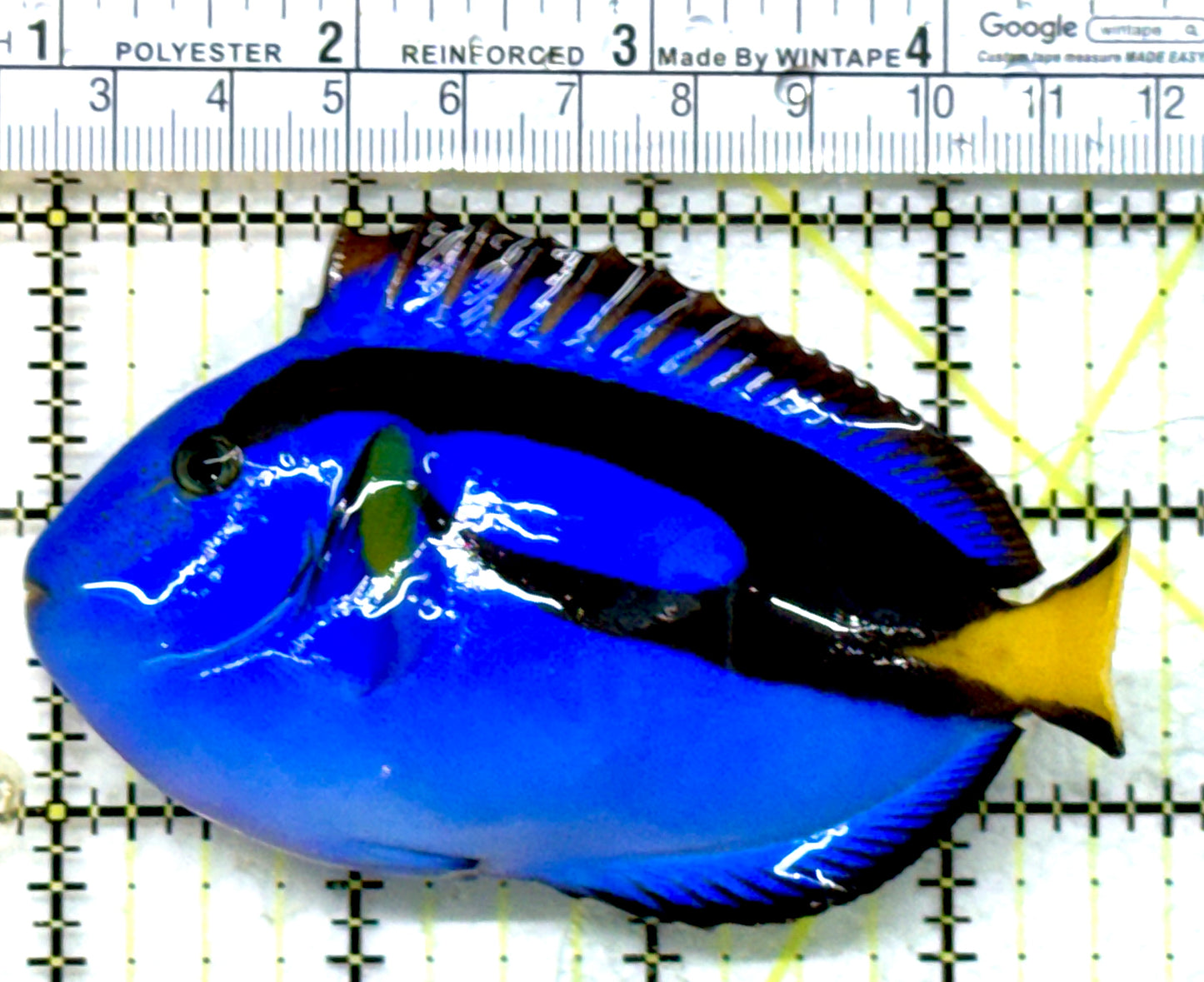 Blue Hippo Tang BHT082202 WYSIWYG Size: M 3.75" approx