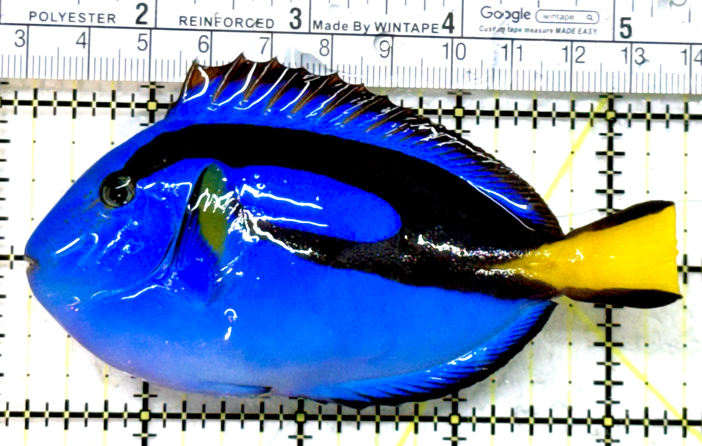 Blue Hippo Tang BHT082203 WYSIWYG Size: L 4.25" approx