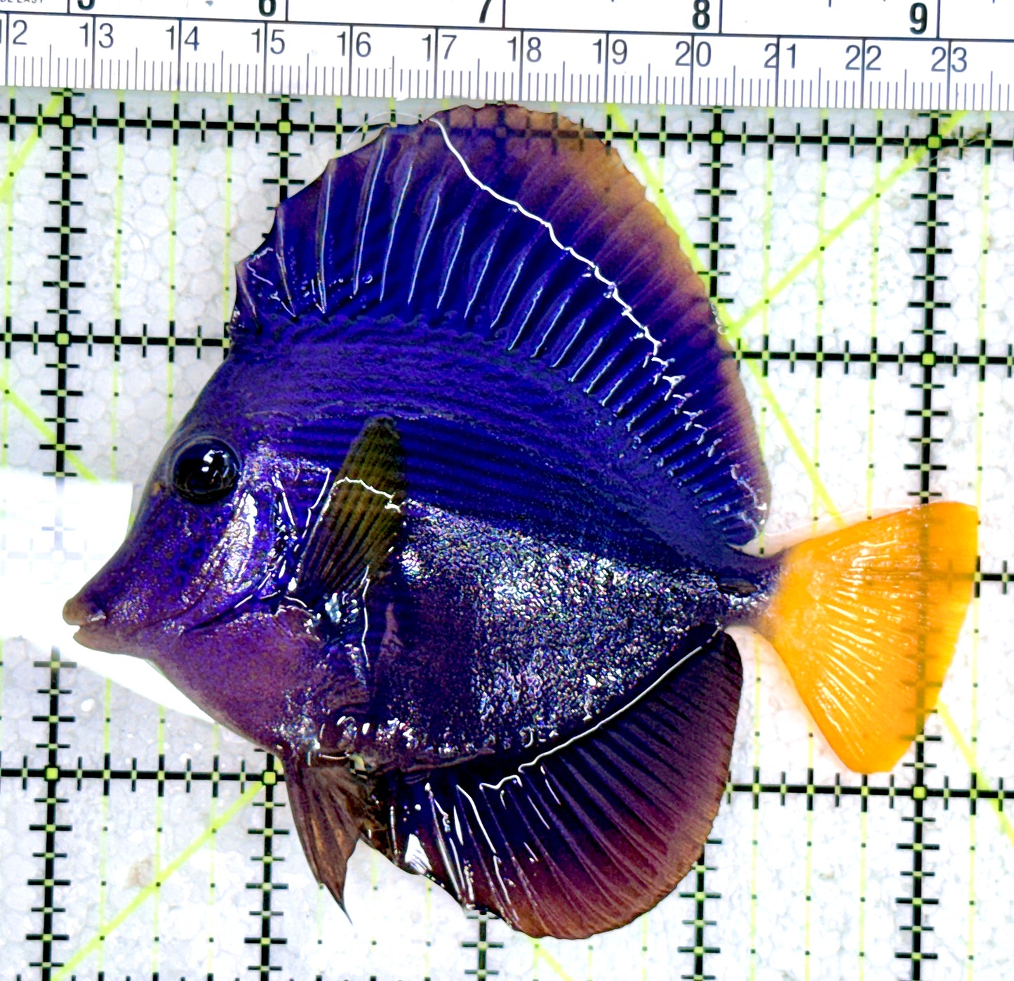 Purple Tang PT061801 WYSIWYG Size: L 4.25"