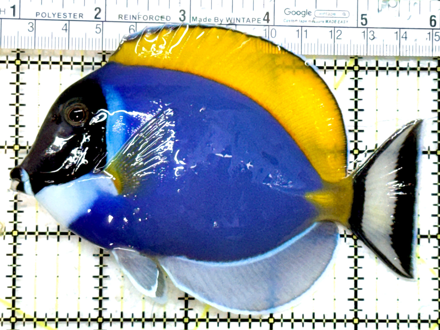Powder Blue Tang PBT082301 WYSIWYG Size: XL 5" approx