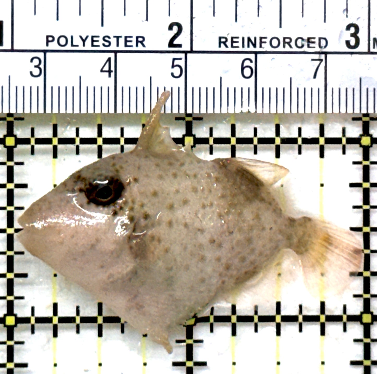 Titan Triggerfish TT082302 WYSIWYG Size: S 2" approx