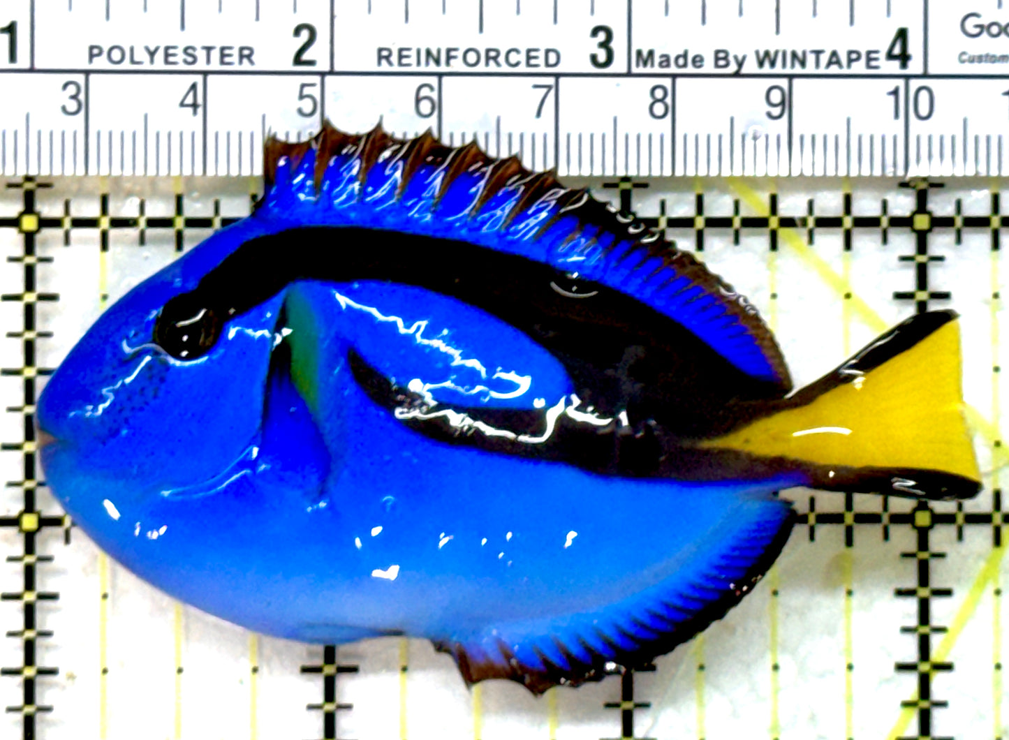 Blue Hippo Tang BHT082204 WYSIWYG Size: M 3.25" approx