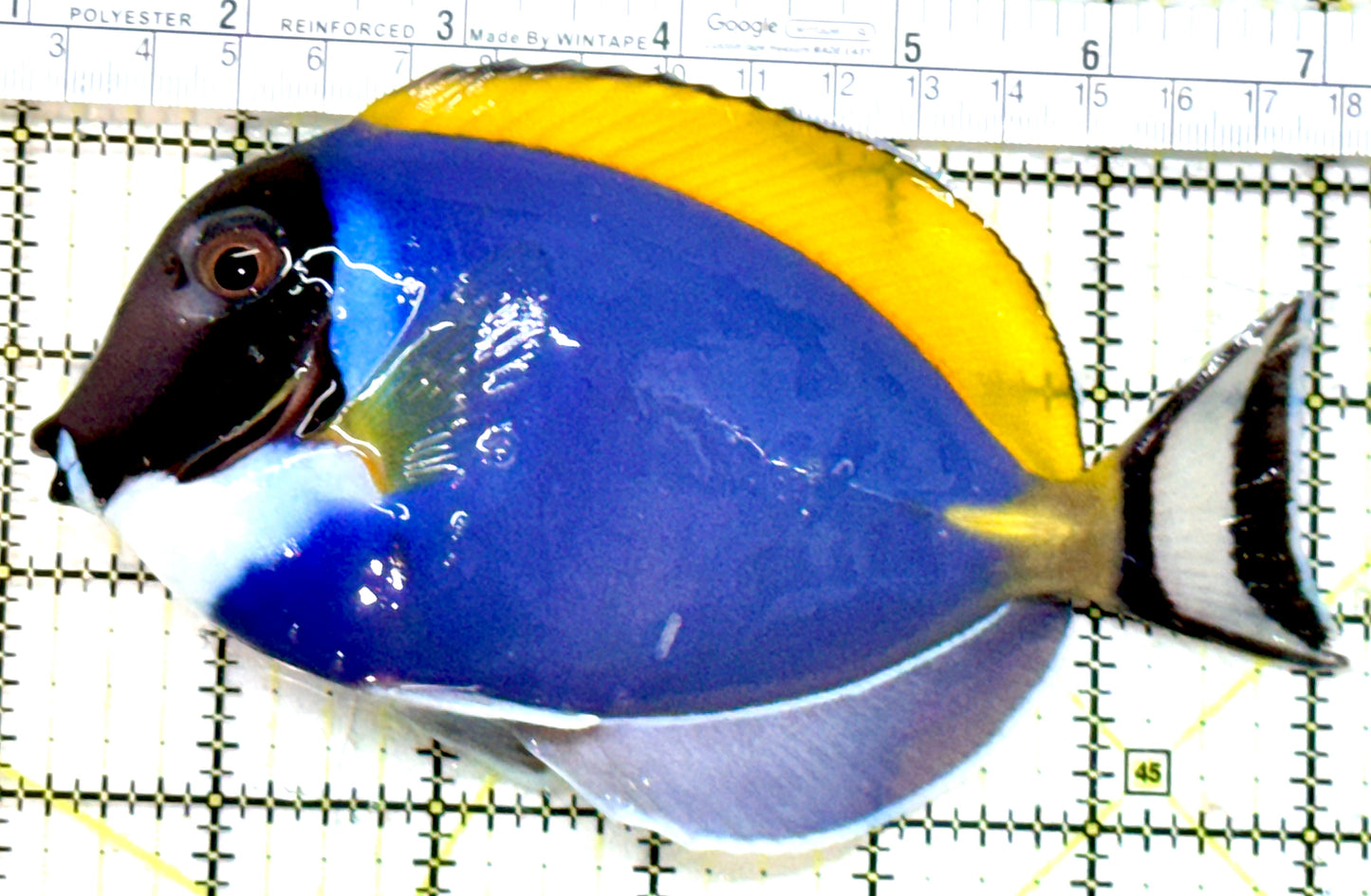 Powder Blue Tang PBT082302 WYSIWYG Size: XL 6" approx