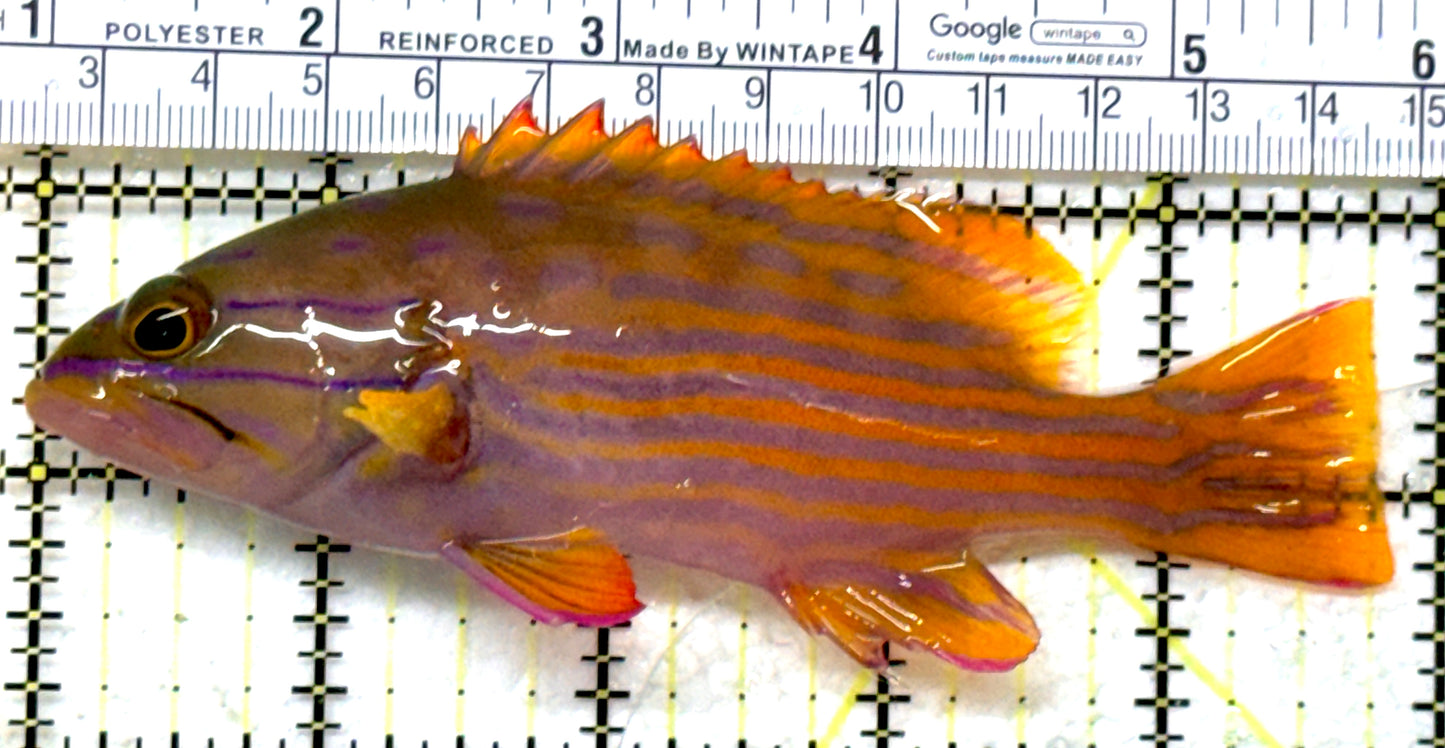 Polleni Grouper PG082301 WYSIWYG Size: XL 5" approx