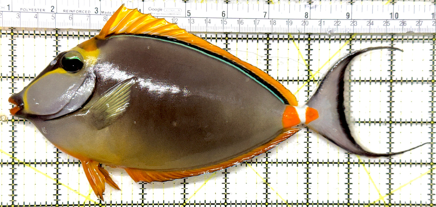 Blonde Naso Tang (Maldives Special Grade) BNT082302 WYSIWYG Size: XXXL/Show Male Streamers 10" approx