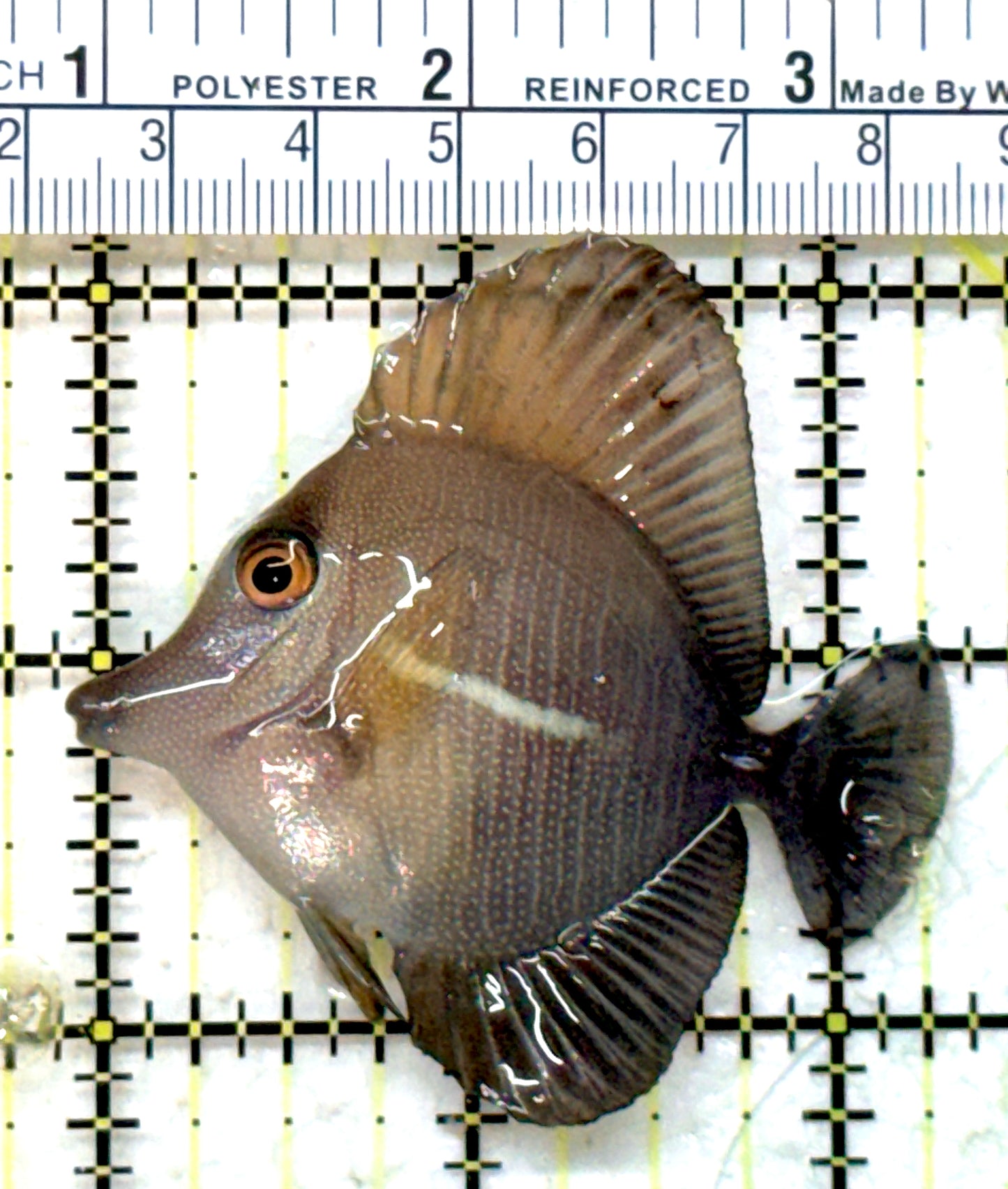 Scopas Tang ST082301 WYSIWYG Size: S 2.5" approx