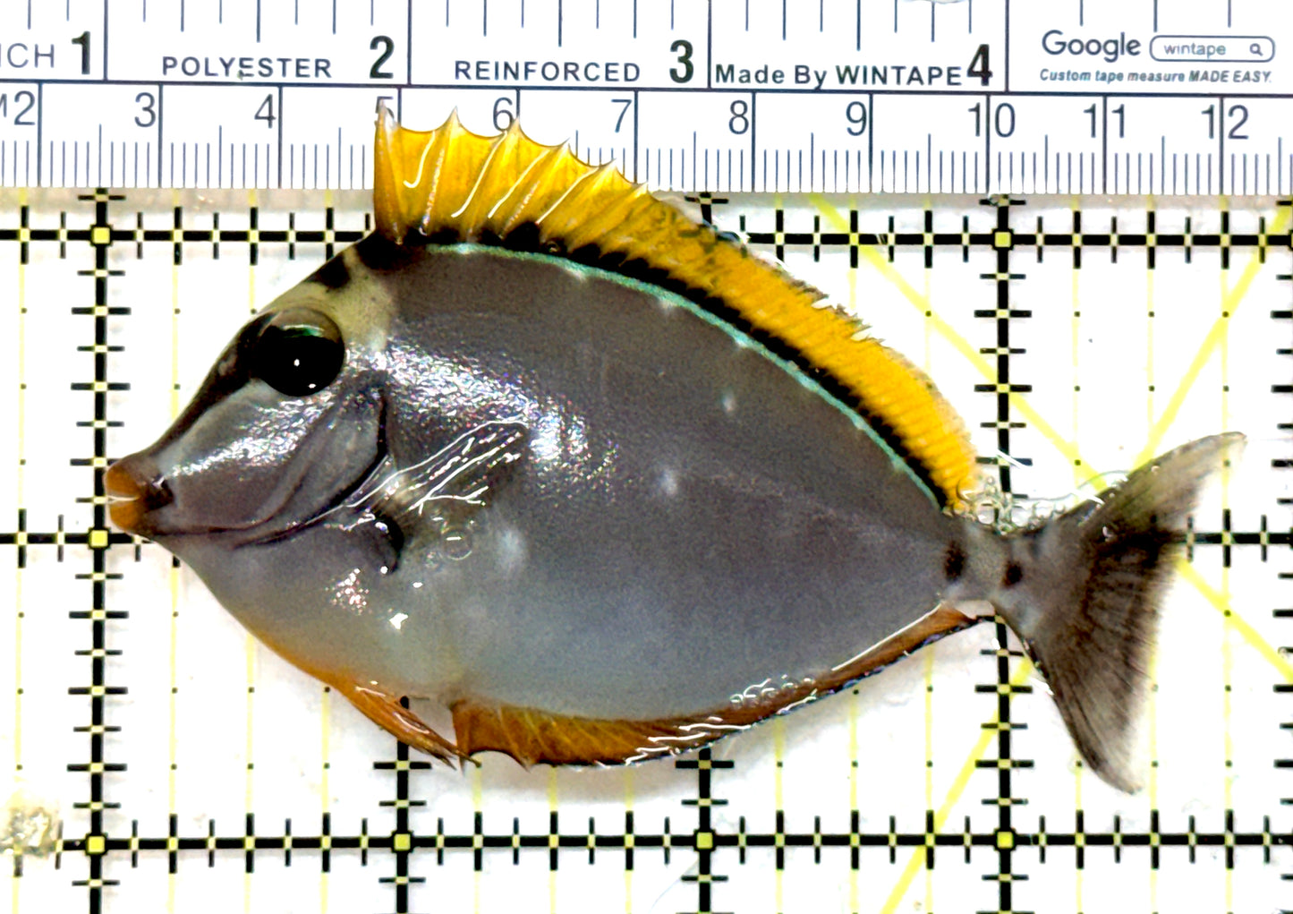 Blonde Naso Tang (Maldives Special Grade) BNT082303 WYSIWYG Size: SM 3.75" approx
