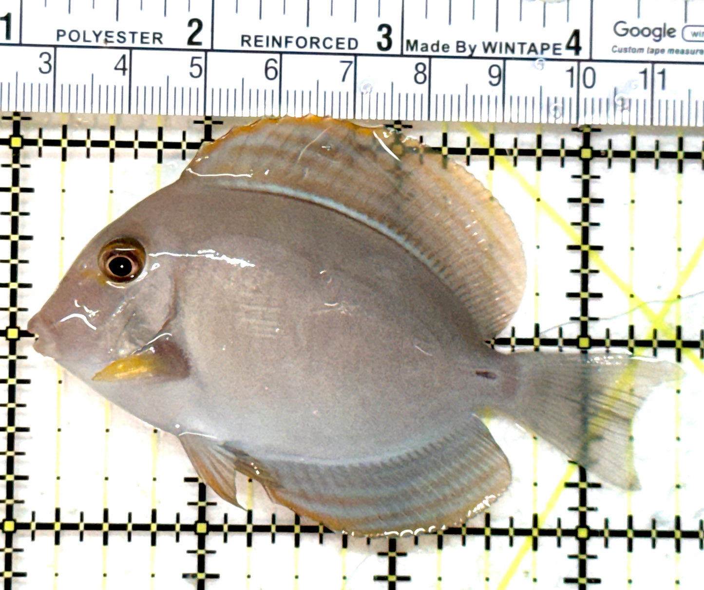 Yellow Fin Tang Fish YFTF082301 WYSIWYG Size: M 3.5" approx