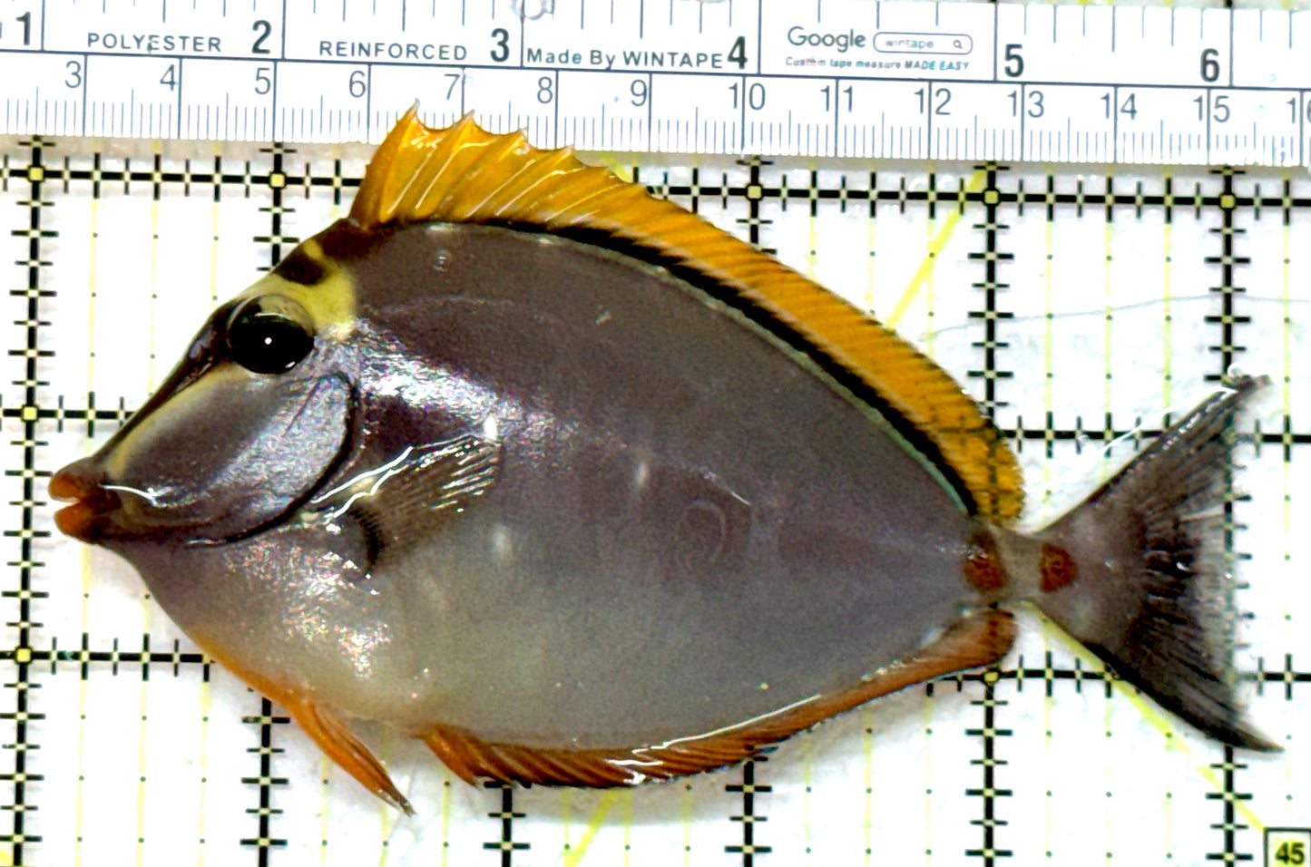 Blonde Naso Tang (Maldives Special Grade) BNT082304 WYSIWYG Size: ML 5.25" approx