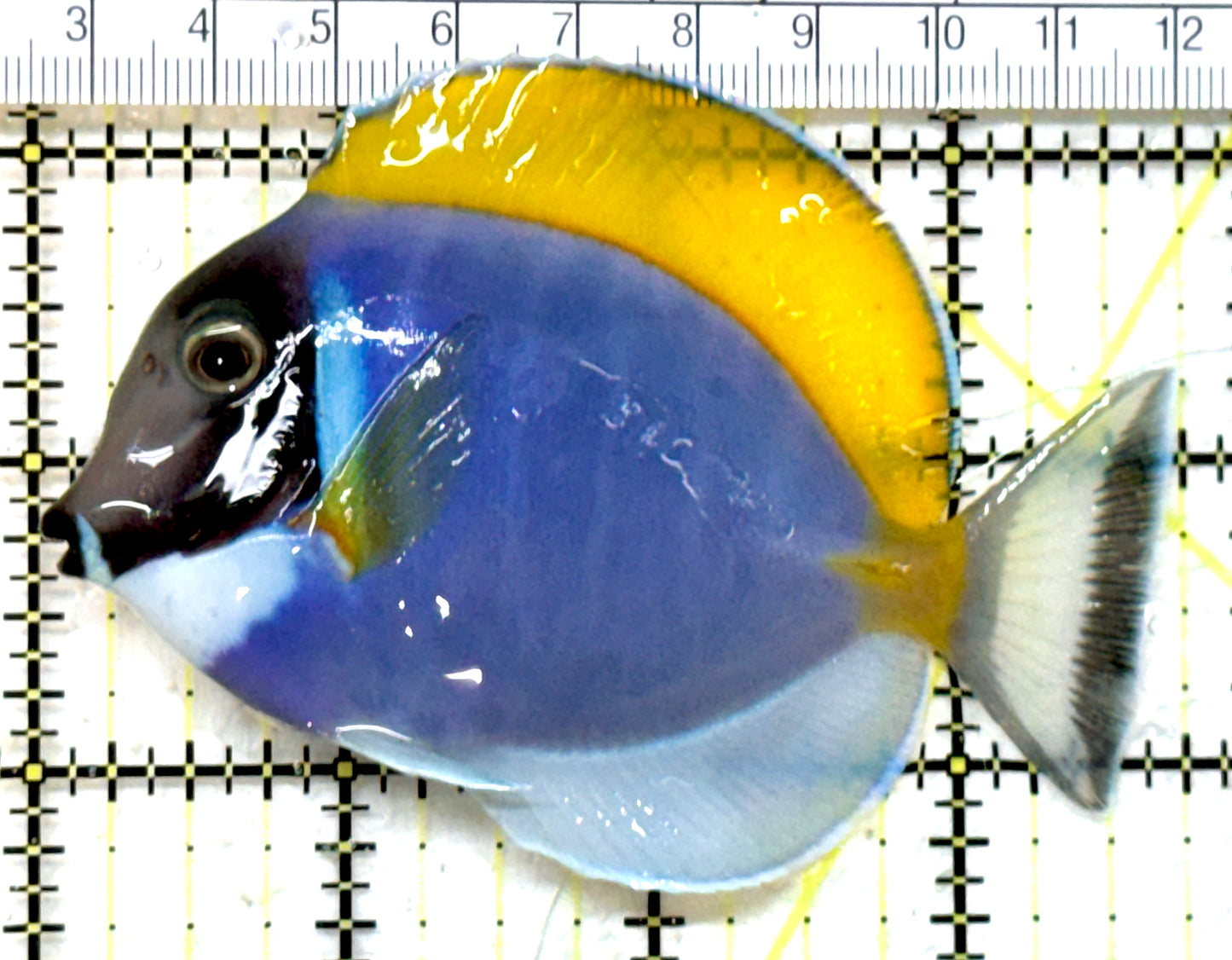 Powder Blue Tang PBT082304 WYSIWYG Size: ML 3.75" approx