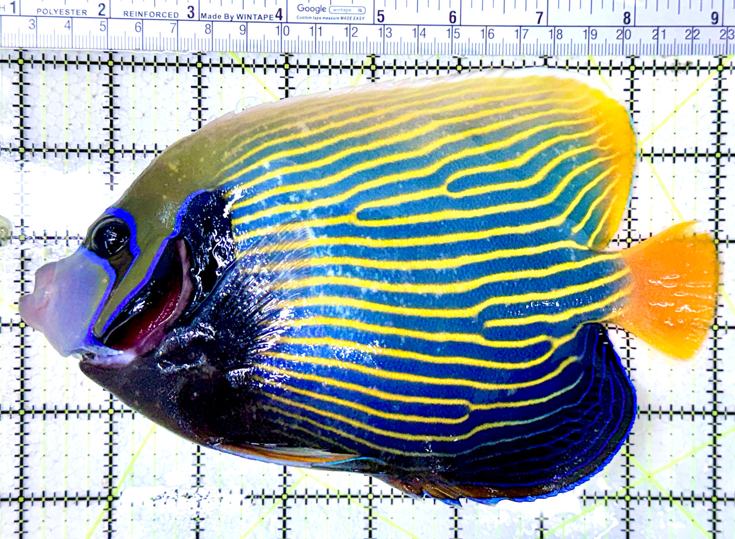 Emperor Angelfish Adult EAA061702 WYSIWYG Size: XXL 8"