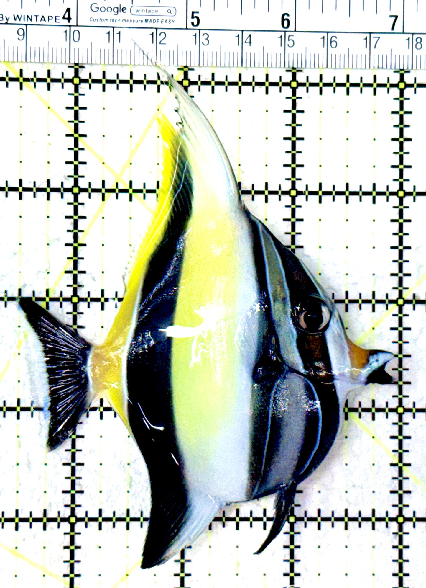 Moorish Idol MI061601 WYSIWYG Size: ML 3.5"