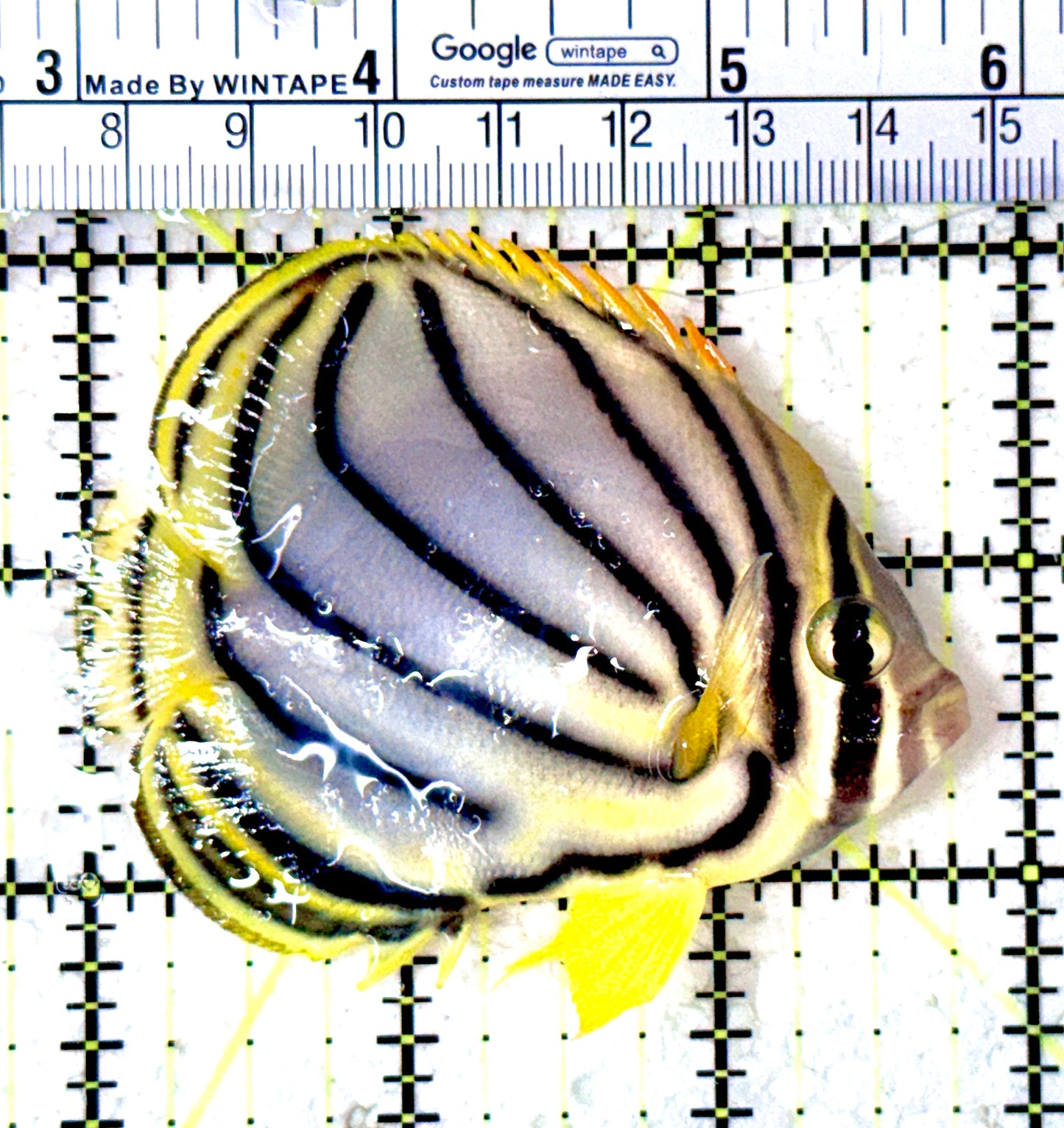 Meyer's Butterflyfish MB061601 WYSIWYG Size: M 3"
