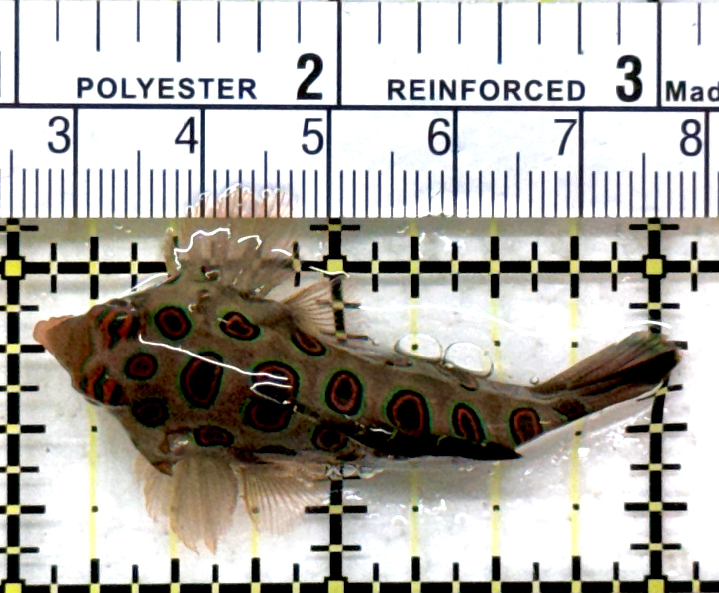 Spotted Mandarin Dragonet SMD082301 WYSIWYG Size: XL 2" approx