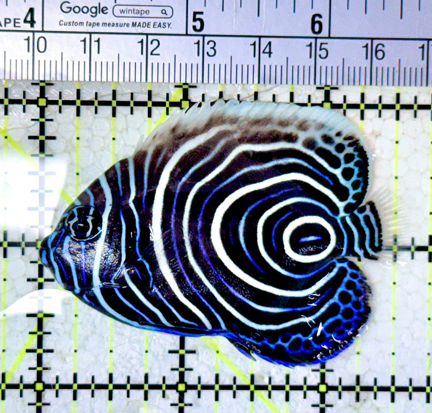 Emperor Angelfish Juvenile EAJ061601 WYSIWYG Size: M 2.5"