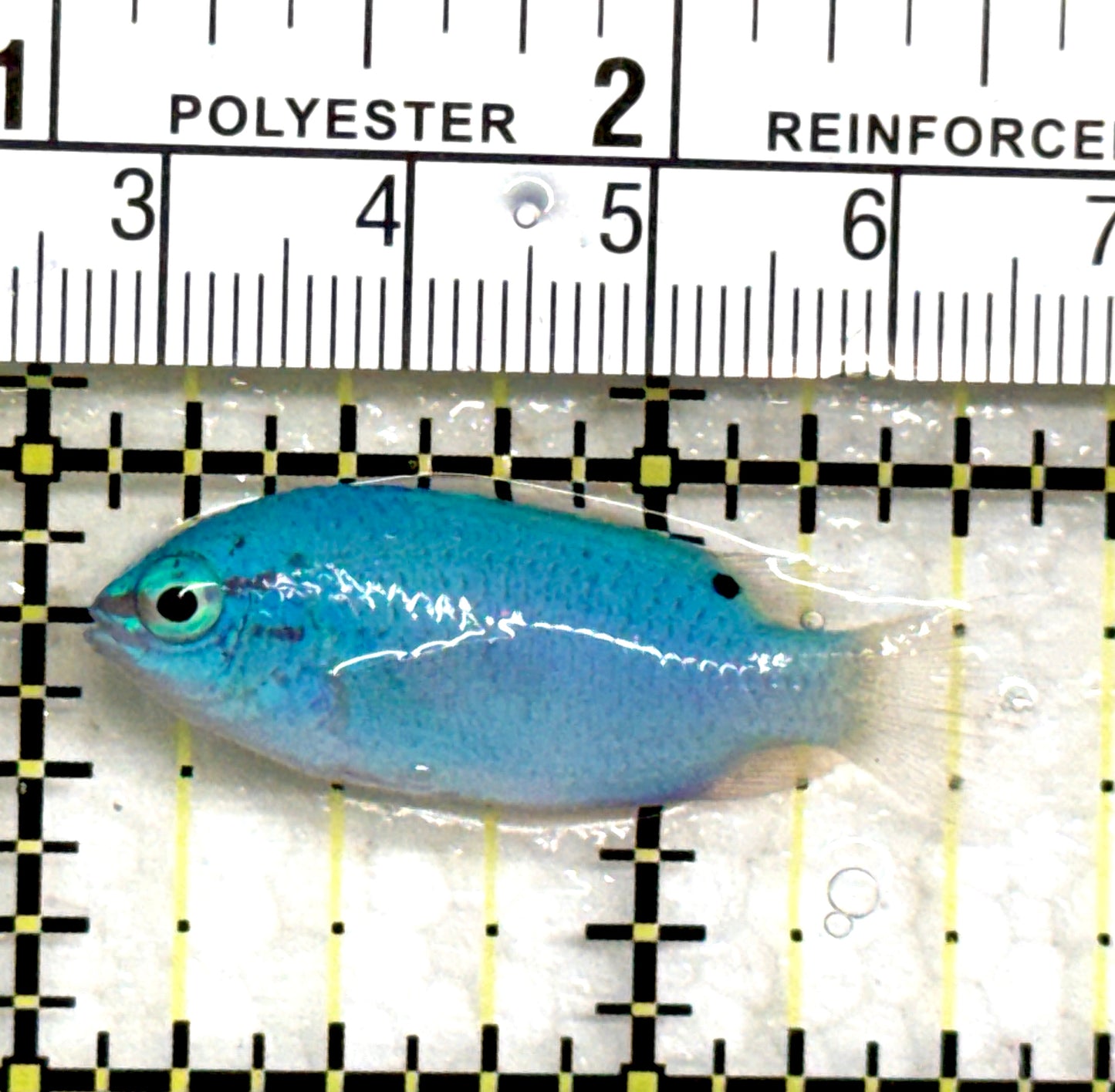 Orange Tail Male Blue Devil Damselfish OTMBDD082301 WYSIWYG Size: S 1.5" approx