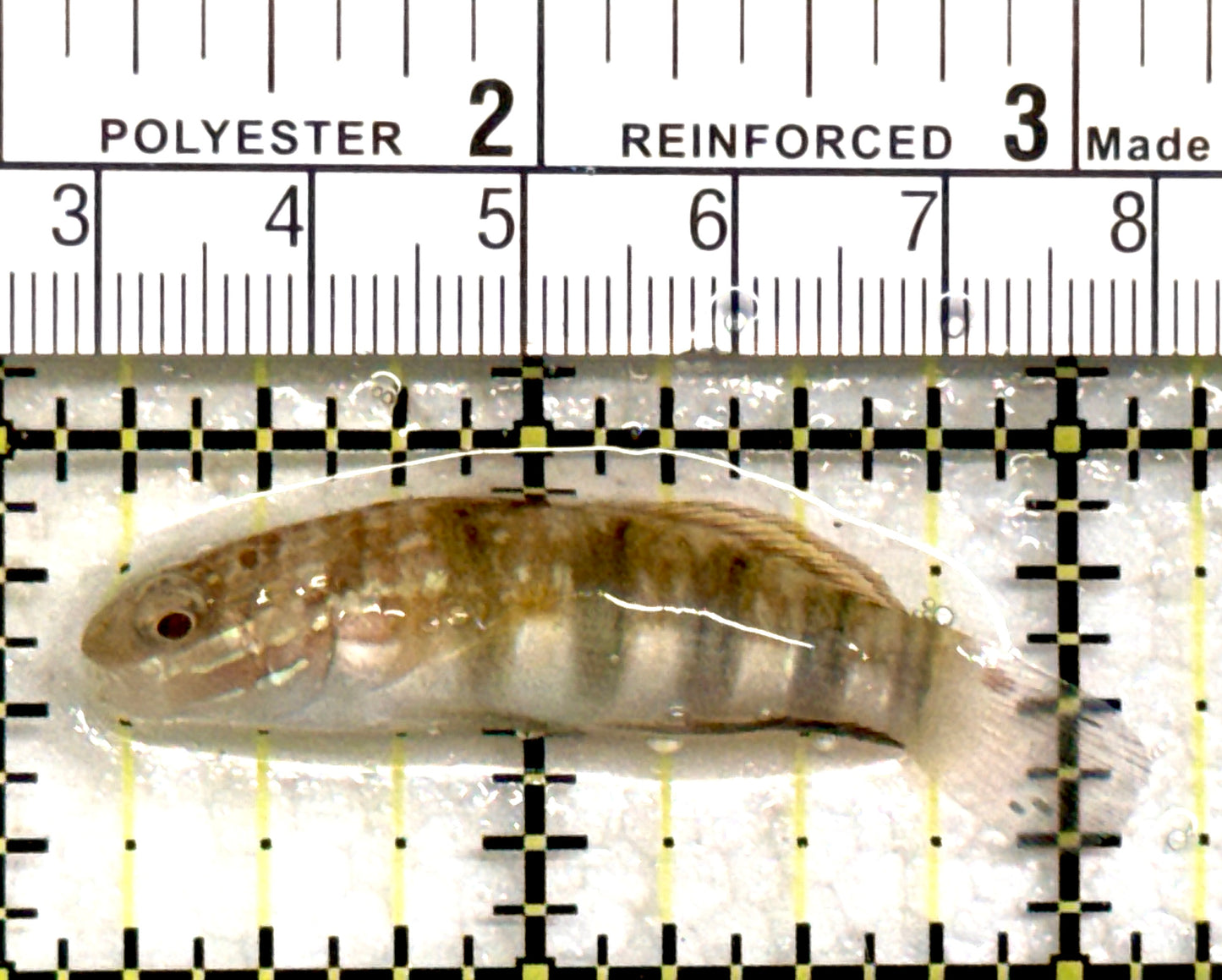 Sand Shifting Banded Sleeper Bullet Goby SSBSBG082201 WYSIWYG Size: M 2.25" approx