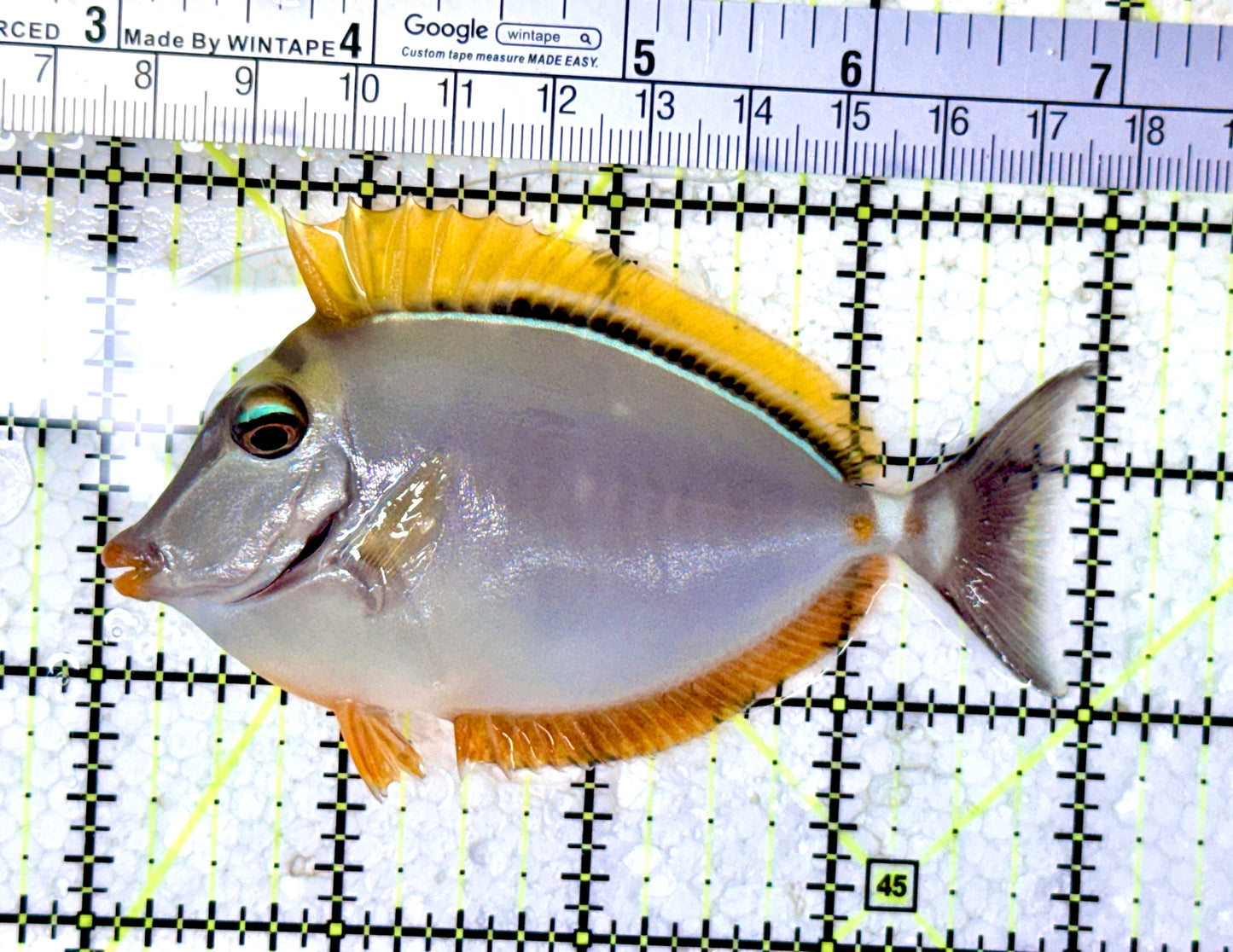 Blonde Naso Tang (Maldives Special Grade) BNT061601 WYSIWYG Size: SM 4"