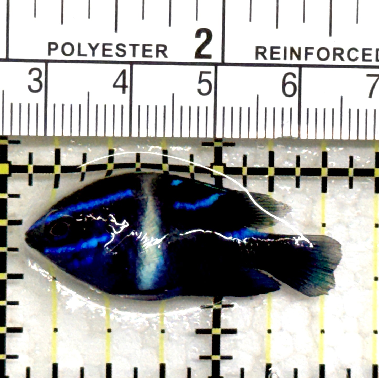Velvet damsel VD082301 WYSIWYG Size: S 1.5" approx