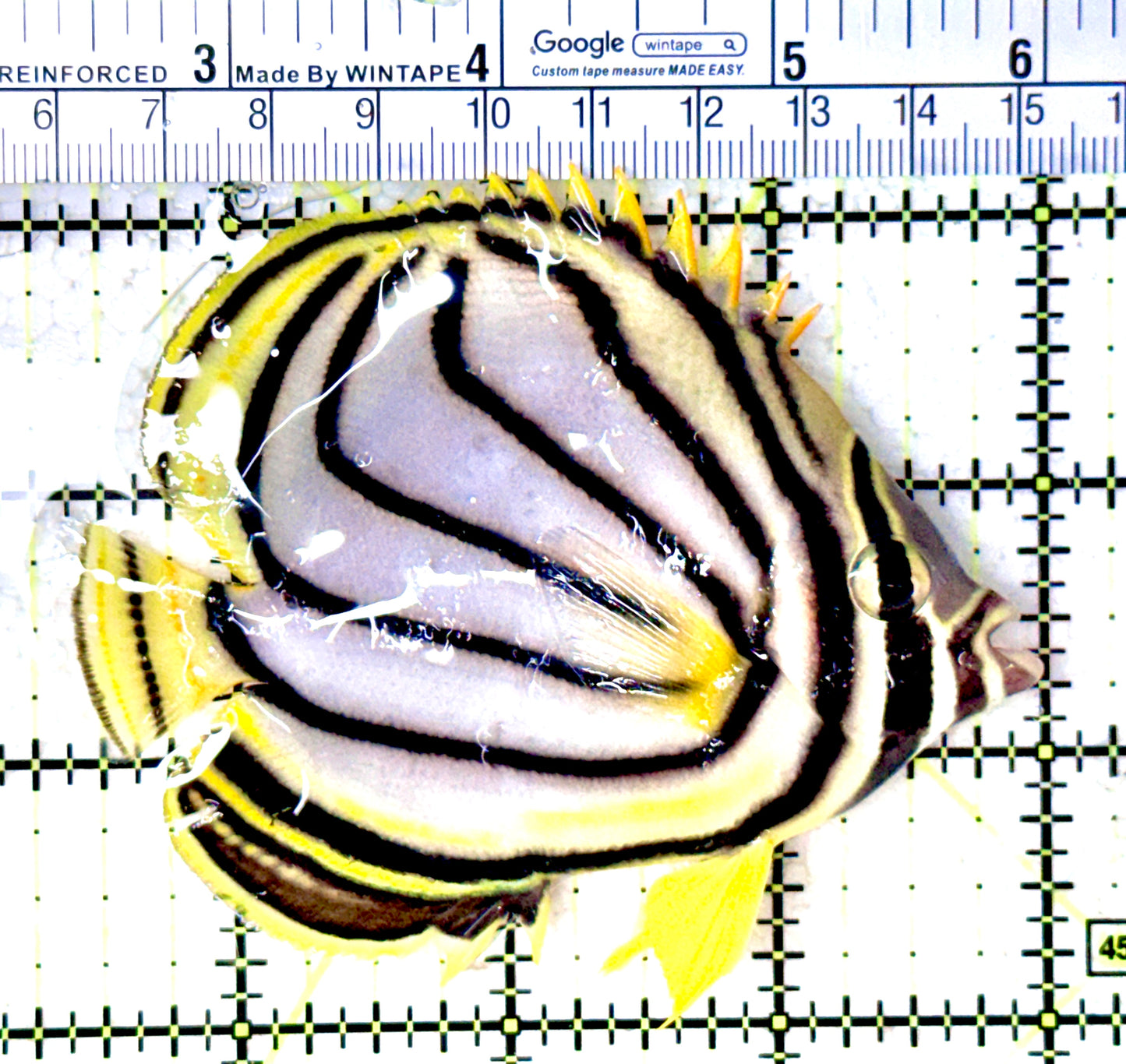 Meyer's Butterflyfish MB061602 WYSIWYG Size: L 3.75"