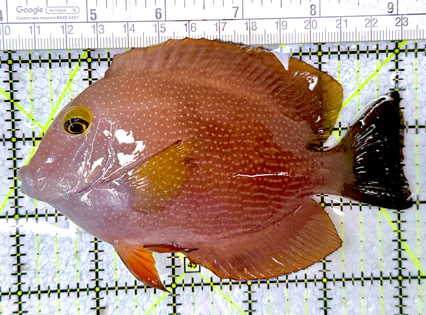 Yellow Eye Kole Tang (Spotted Maldives Special Grade) YEKT061601 WYSIWYG Size: XXL SHOW 5.25"
