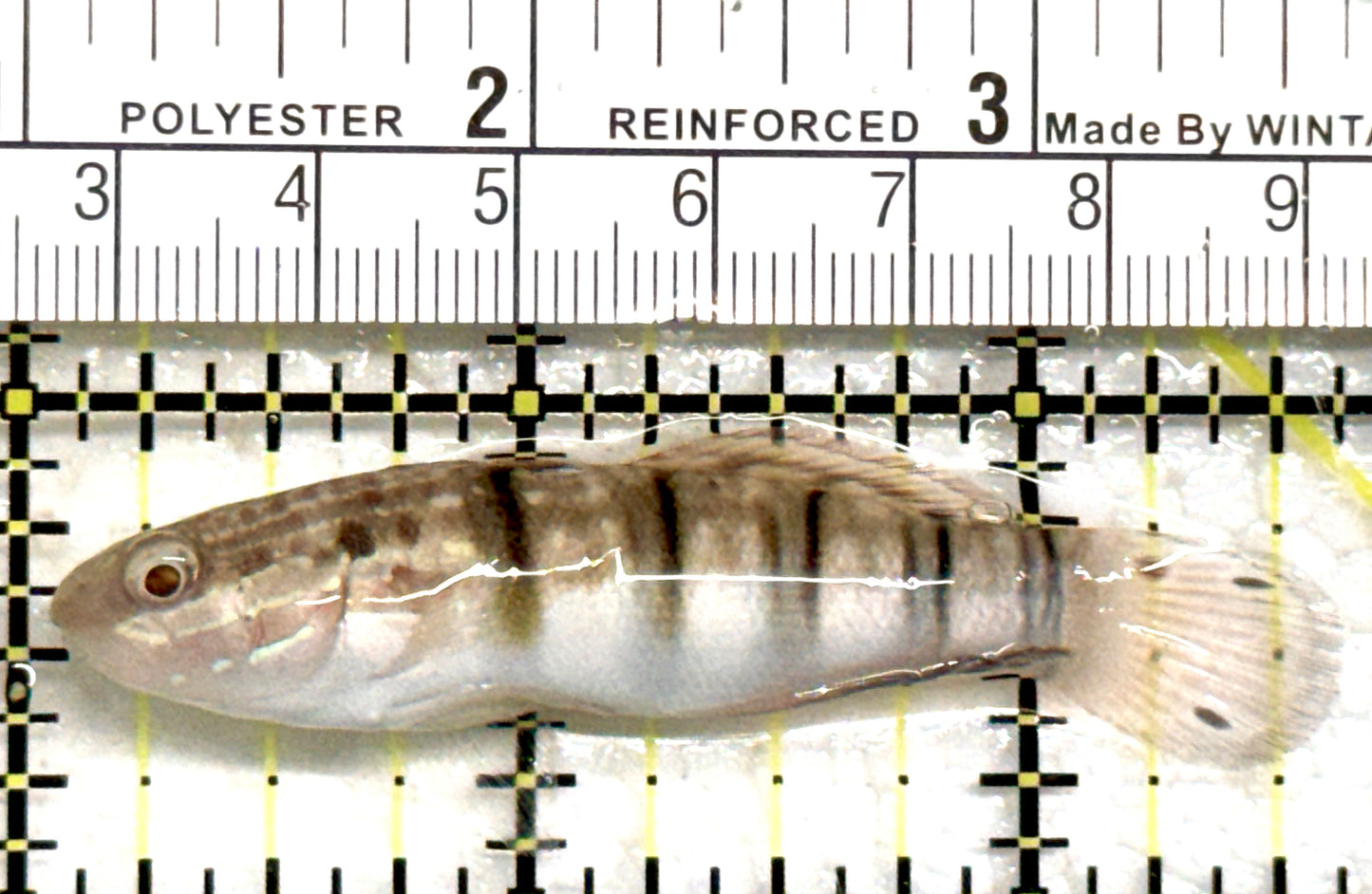 Sand Shifting Banded Sleeper Bullet Goby SSBSBG082202 WYSIWYG Size: M 2.5" approx