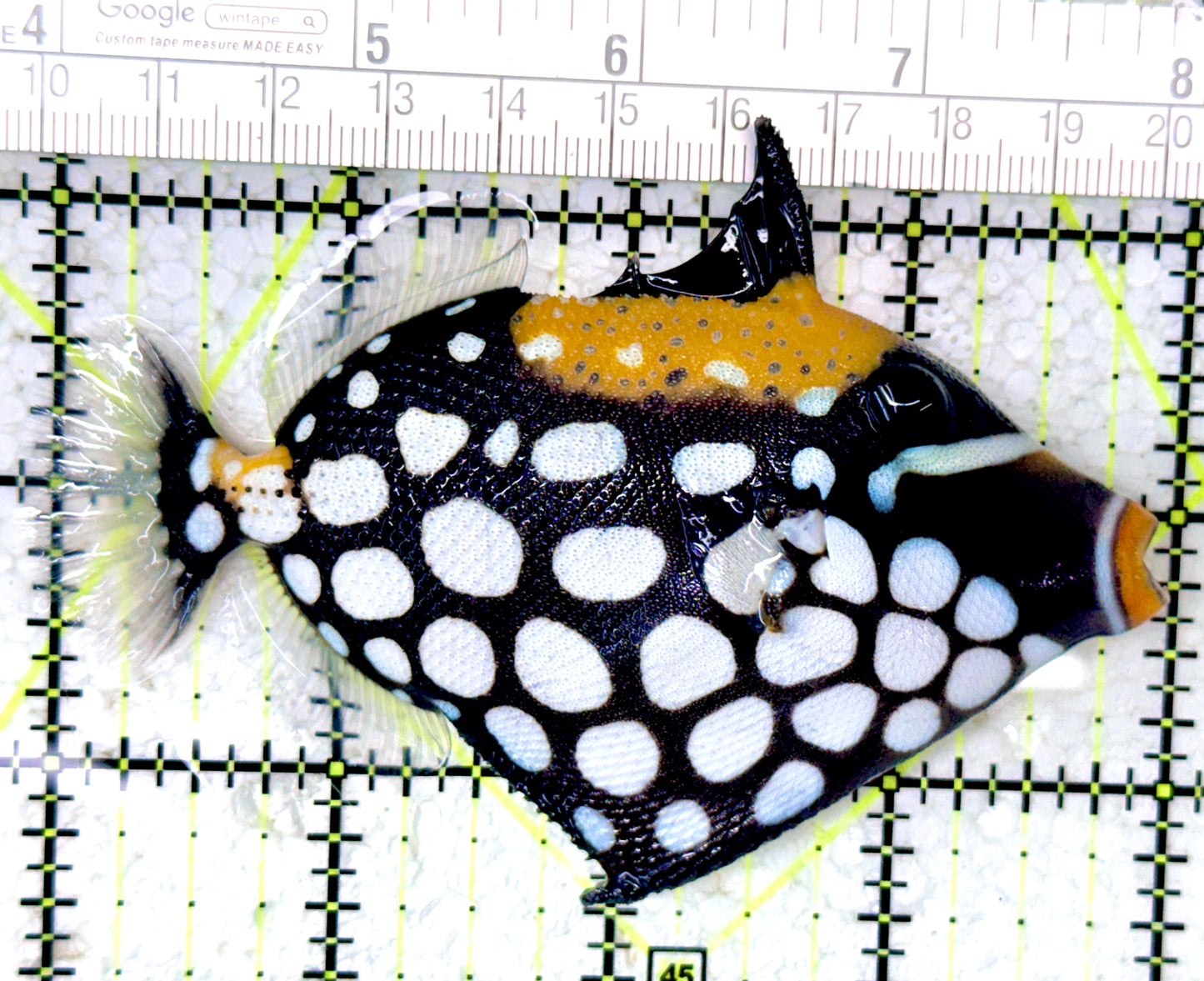 Clown Triggerfish CT061601 WYSIWYG Size: M 4"