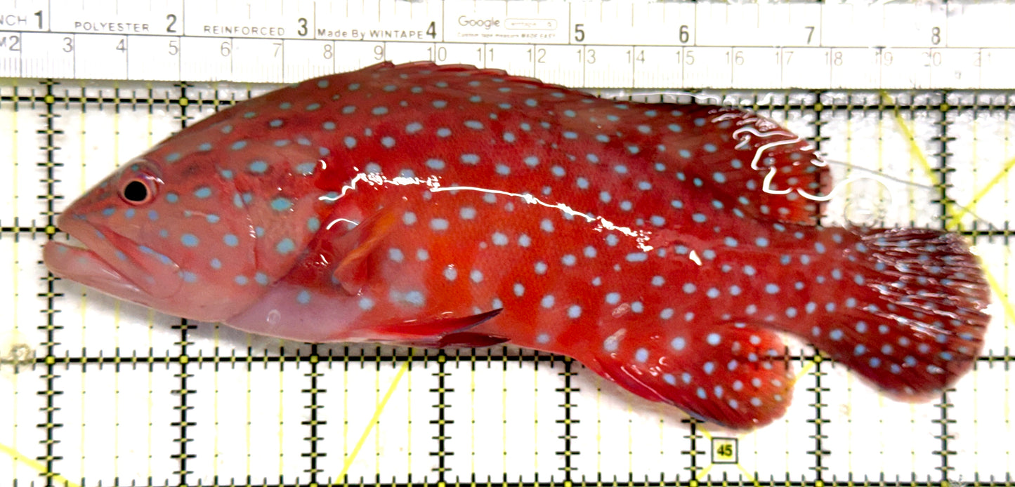 Miniatus Grouper MG082301 WYSIWYG Size: XXL 7.25" approx
