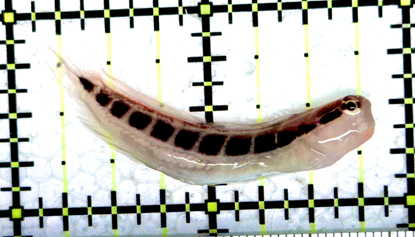 Linear Blenny LB061601 WYSIWYG Size: M 1.75"