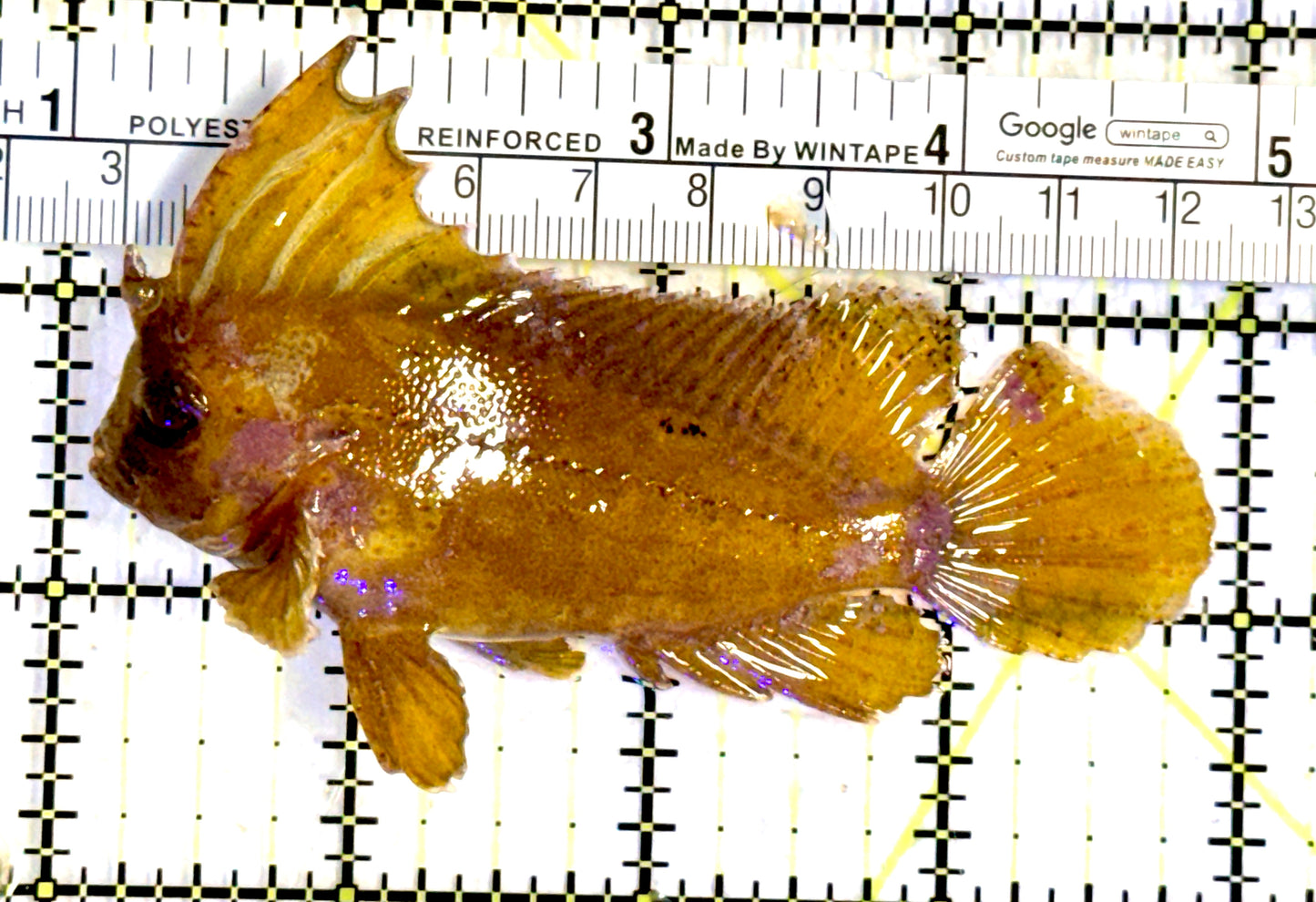 Cockatoo Waspfish CW082201 WYSIWYG Size: L 4" approx