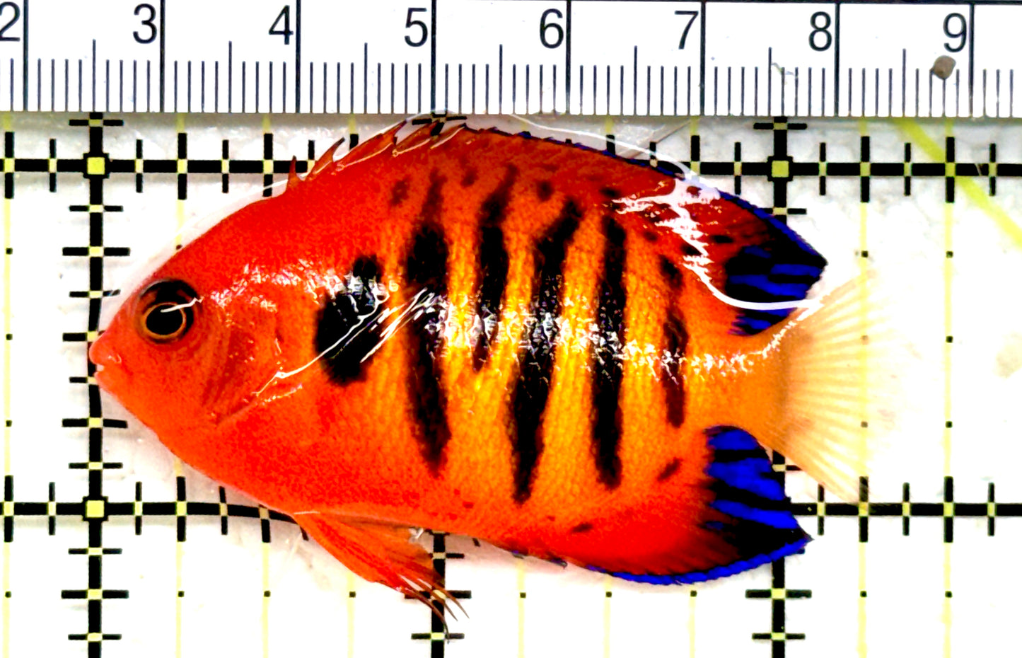 Flame Angelfish (Christmas Island, Super Red) FA082202 WYSIWYG Size: ML 2.5" approx