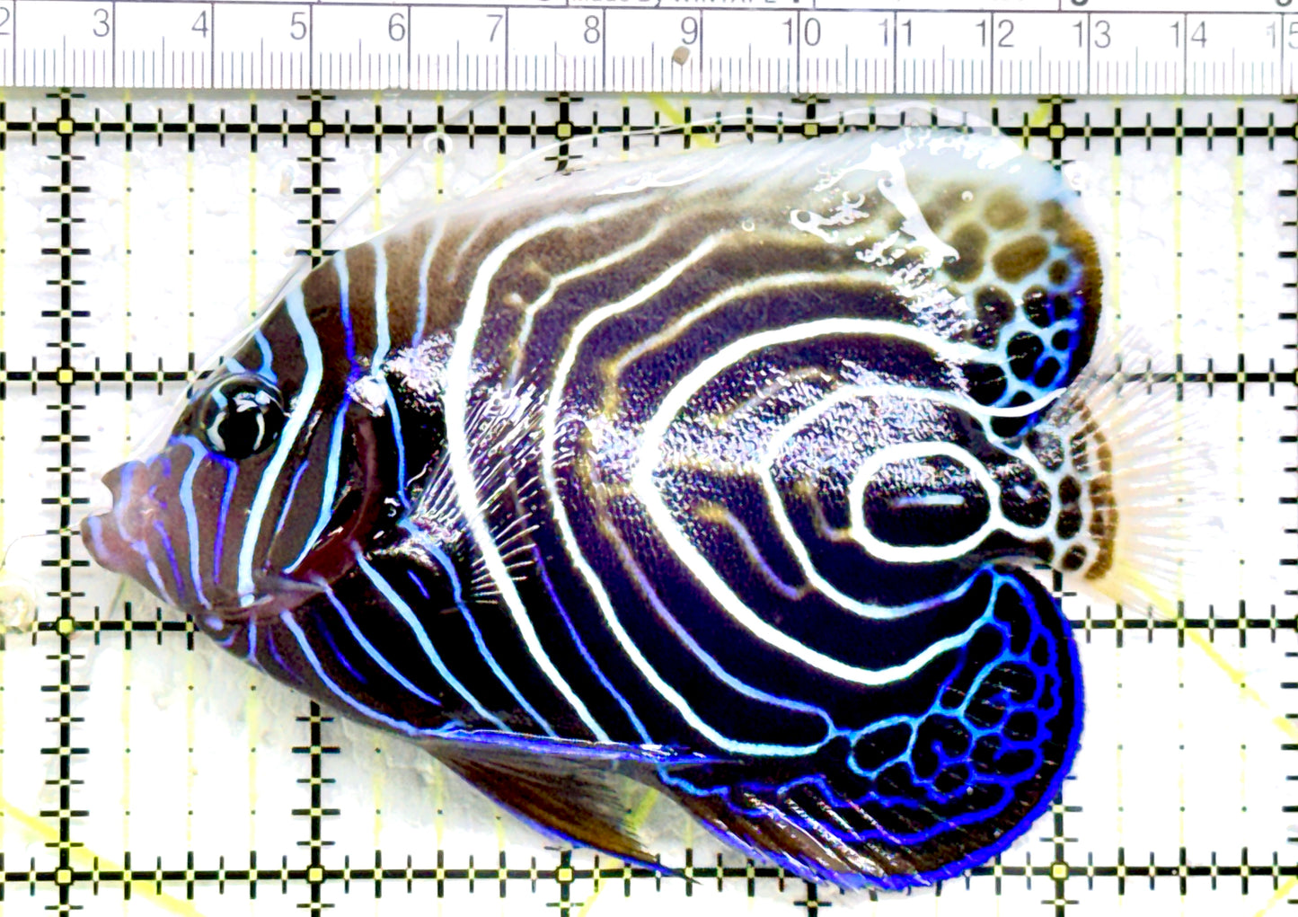 Emperor Angelfish Juvenile/(May be Transition) EAJ082201 WYSIWYG Size: XL 4.5" approx