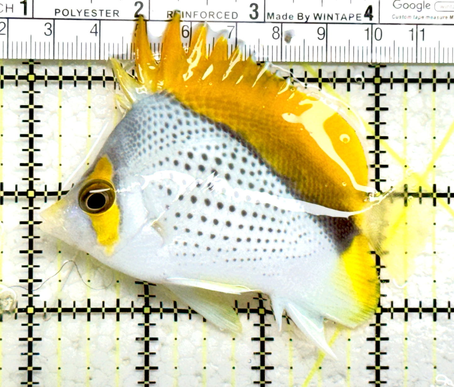 Declivis Butterflyfish DB082201 WYSIWYG size: L 3.5" approx